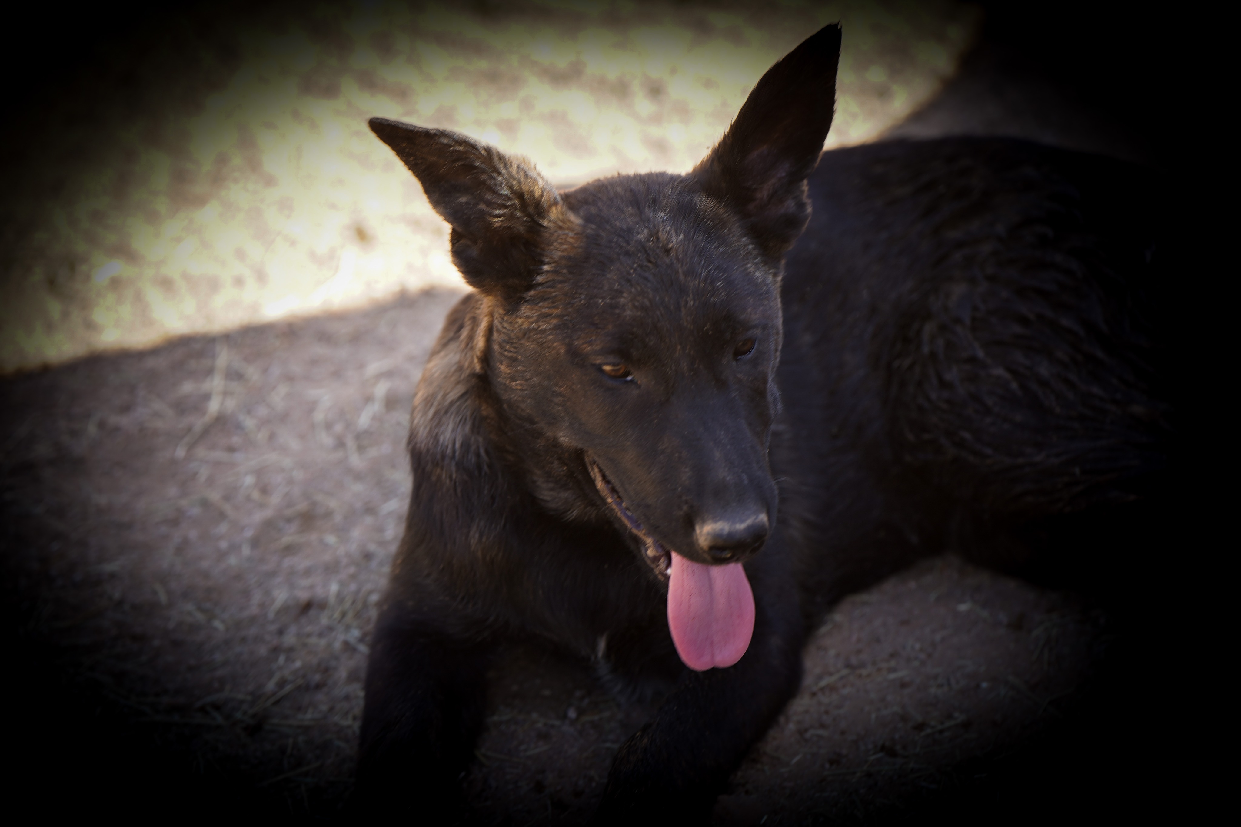 Dutch Shepherd Puppies For Sale
