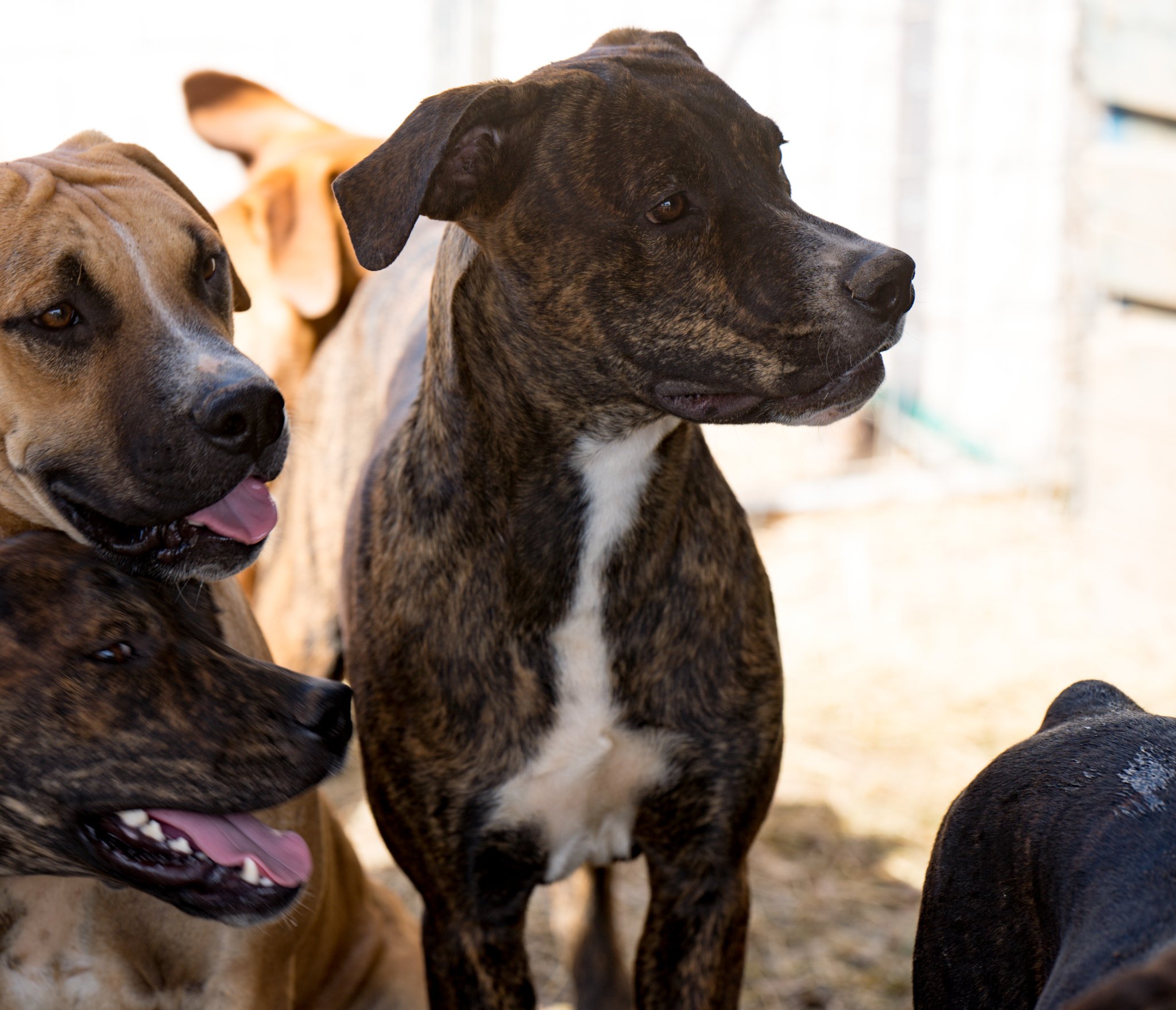 American Bandogge Mastiff