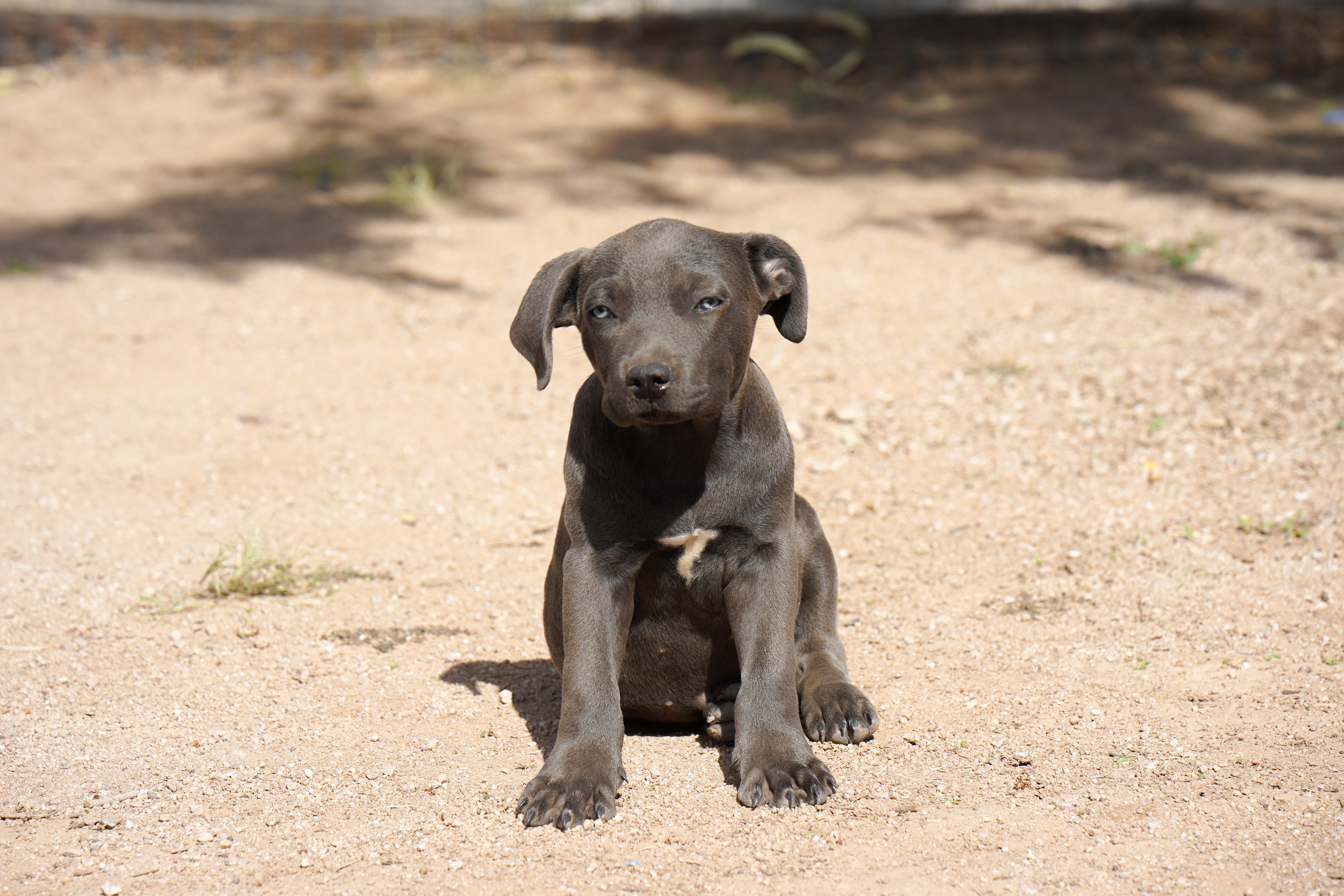 American Bandogge Mastiff