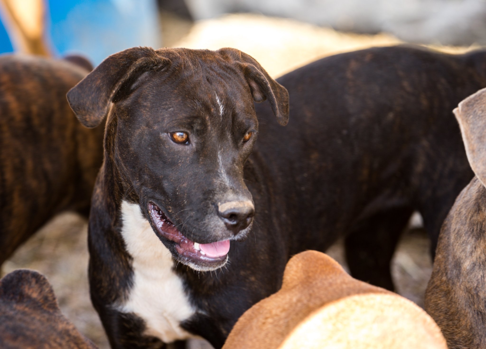 American Bandogge Mastiff