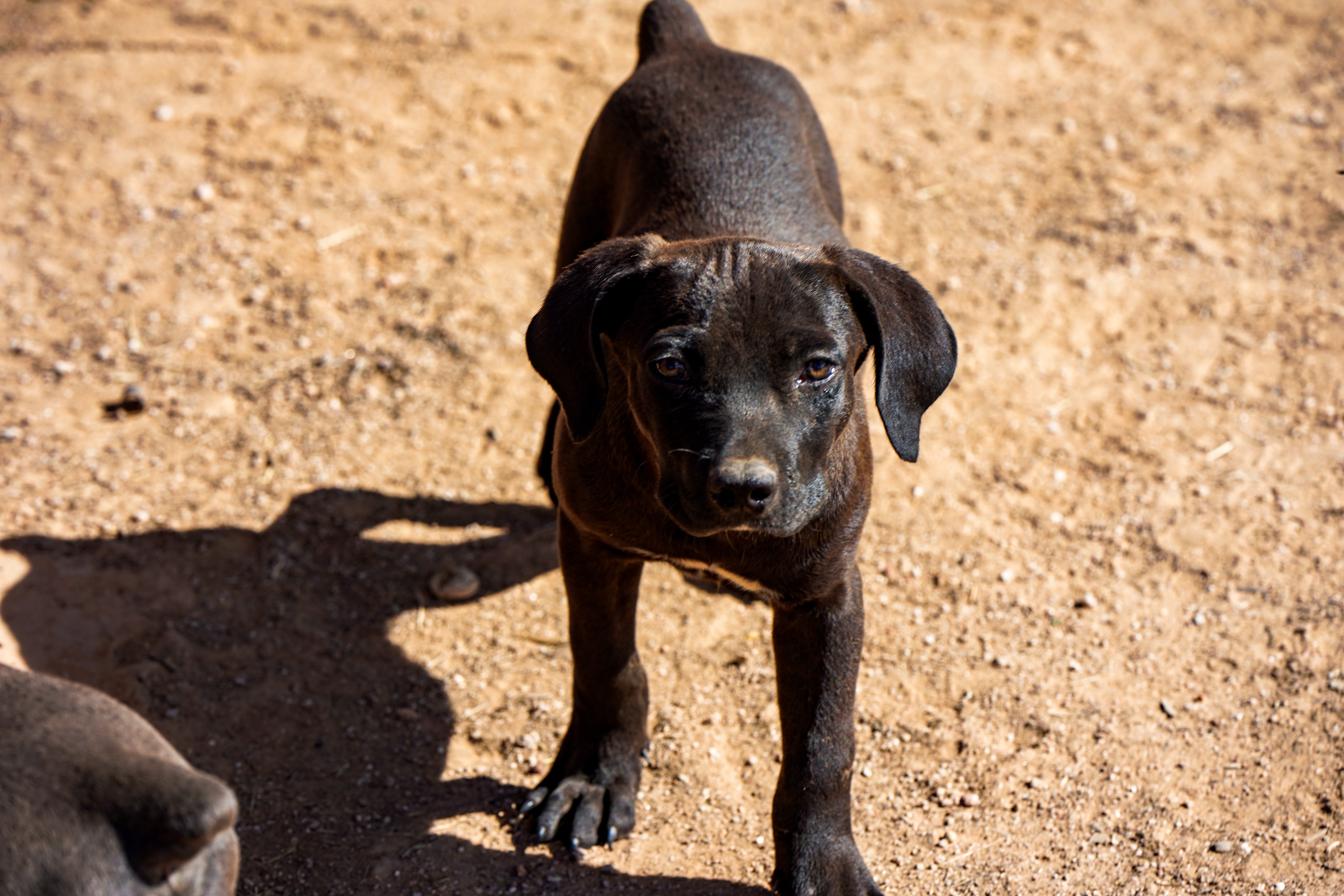 Bandogge
