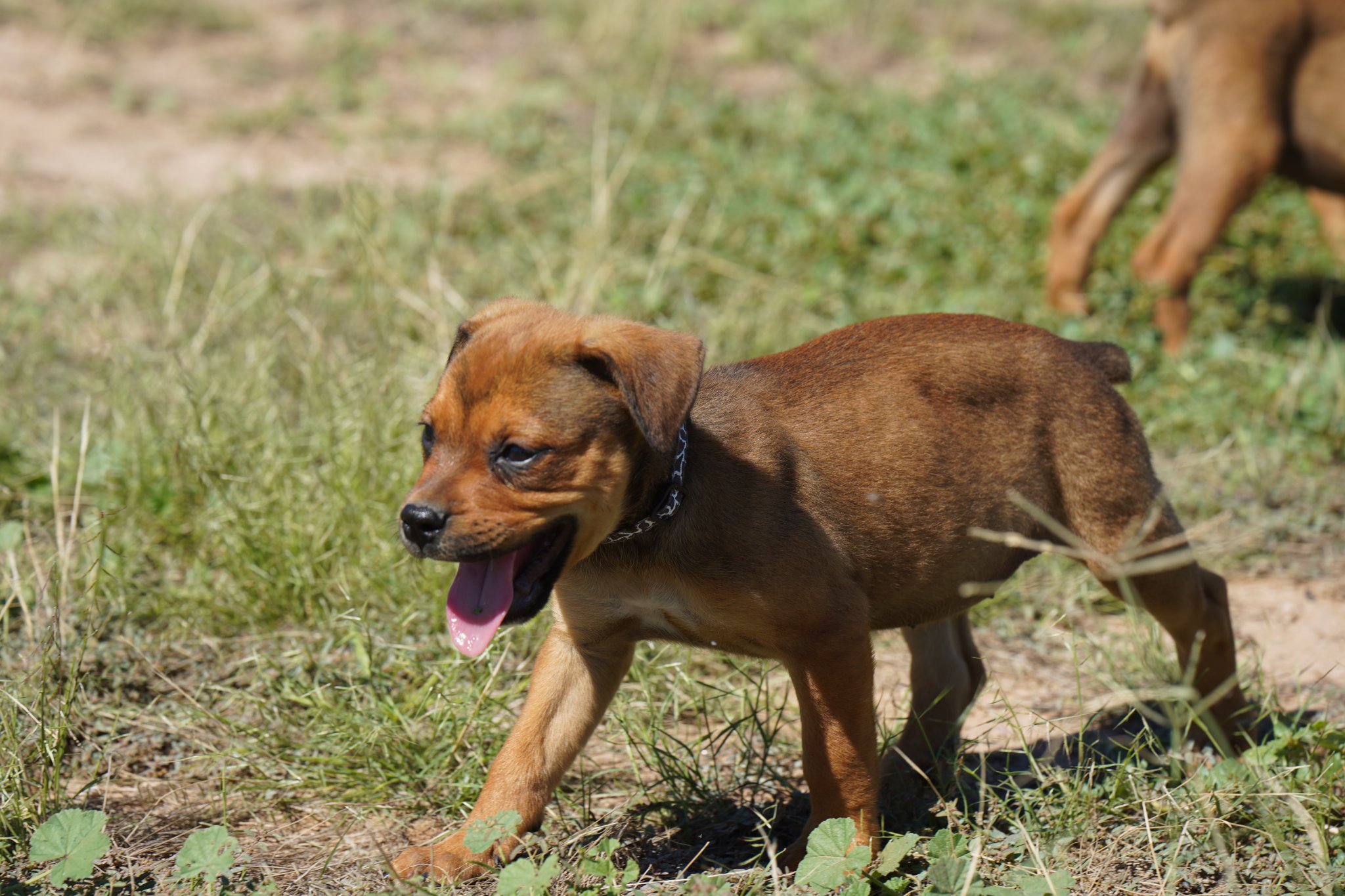 bandogge