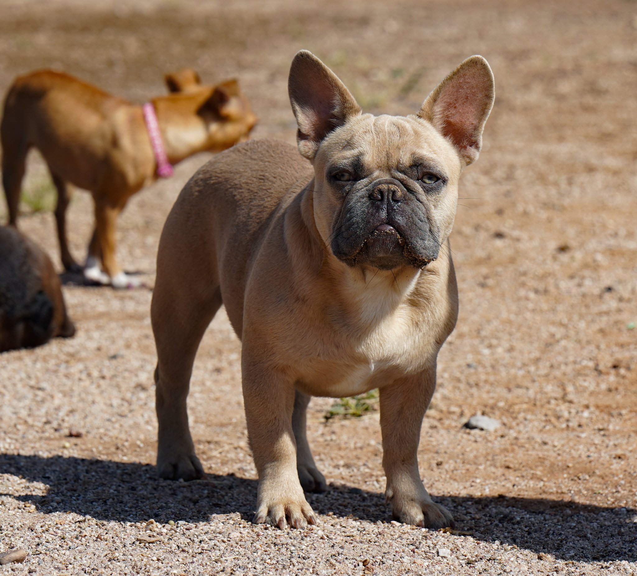 French Bulldog