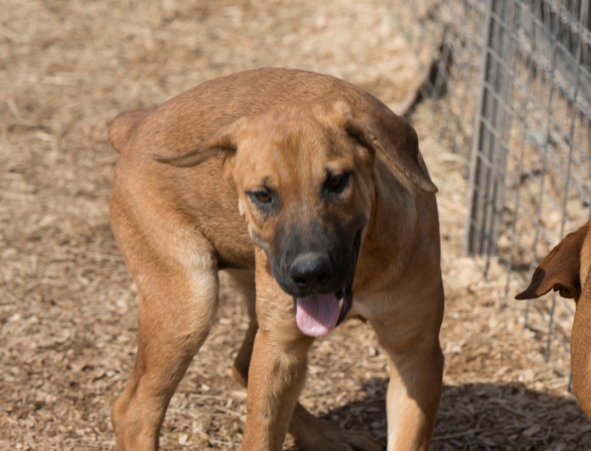 American Bandogge Mastiff