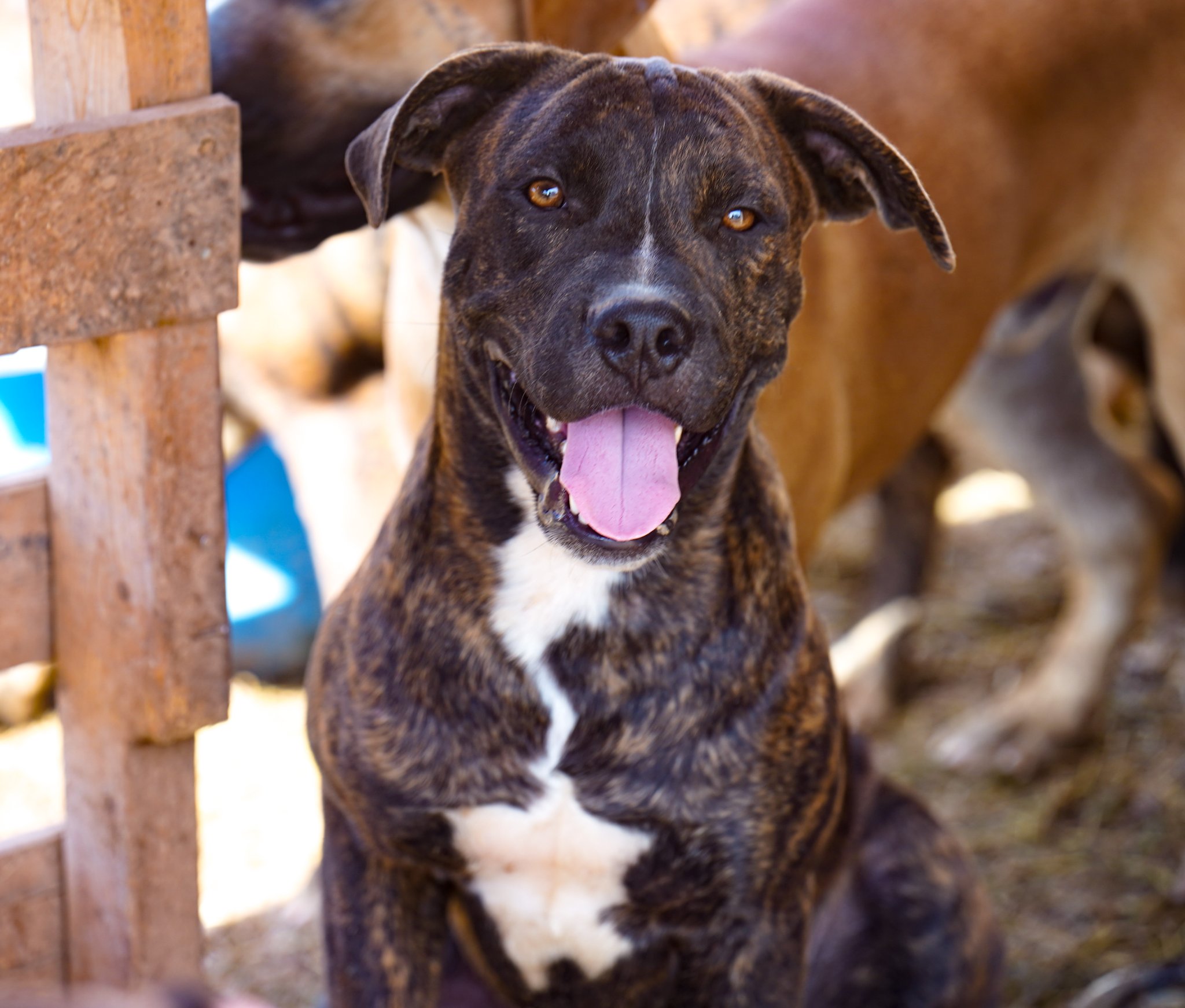 American Bandogge mastiff puppies for sale