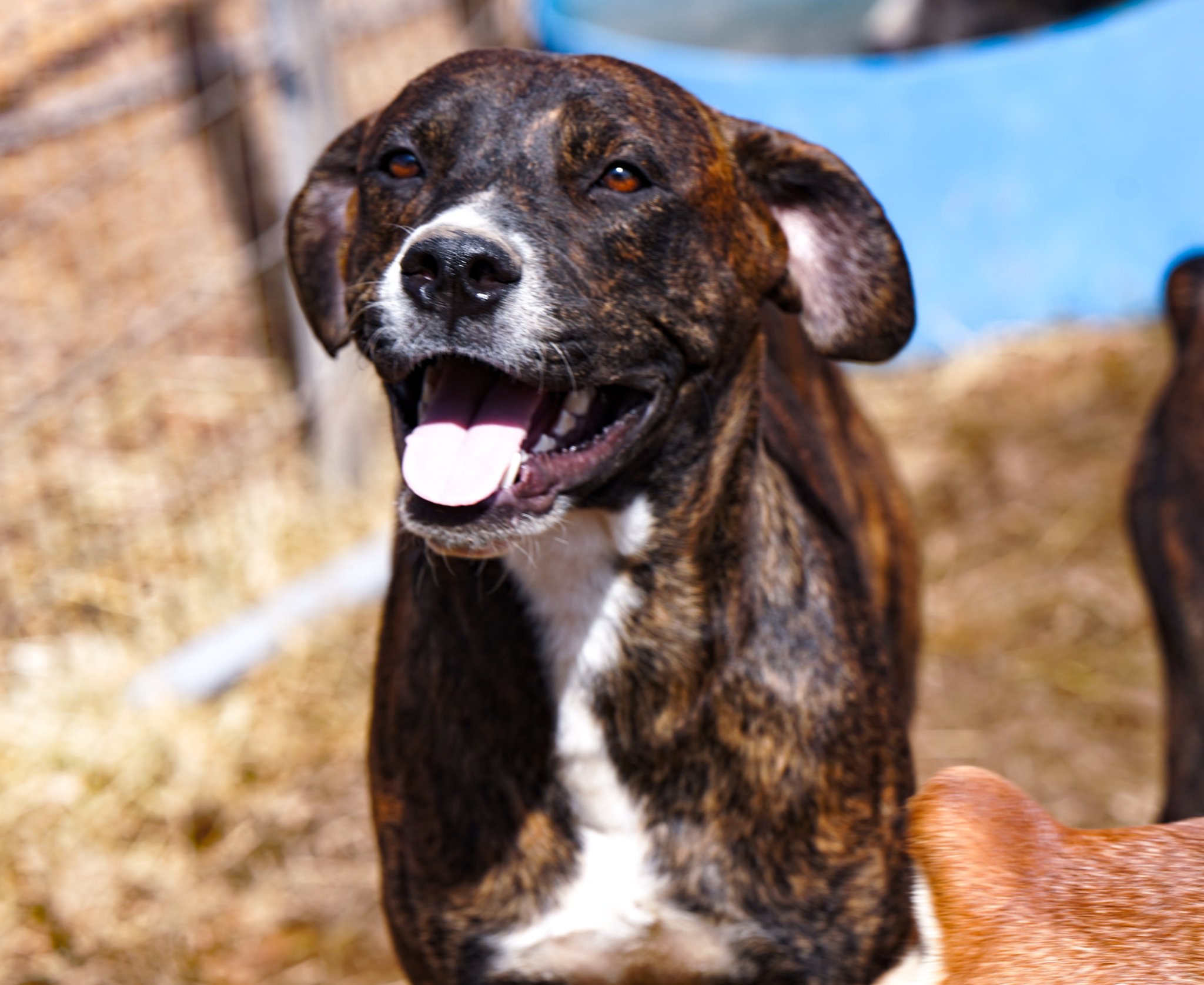 American Bandogge Mastiff
