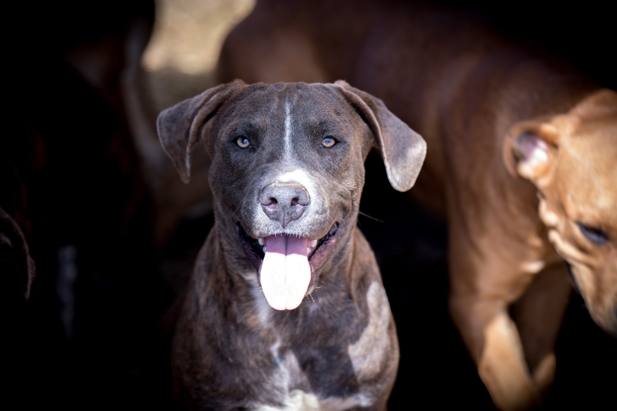 American Bandogge Mastiff