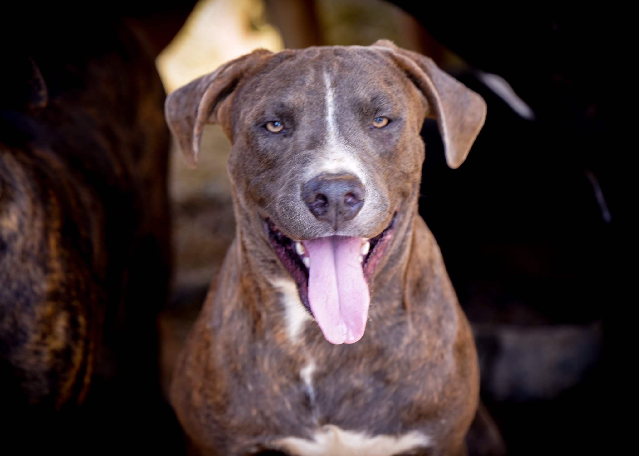 American Bandogge Mastiff