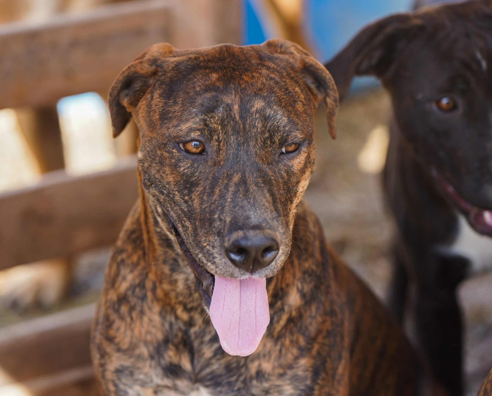 American Bandogge Mastiff
