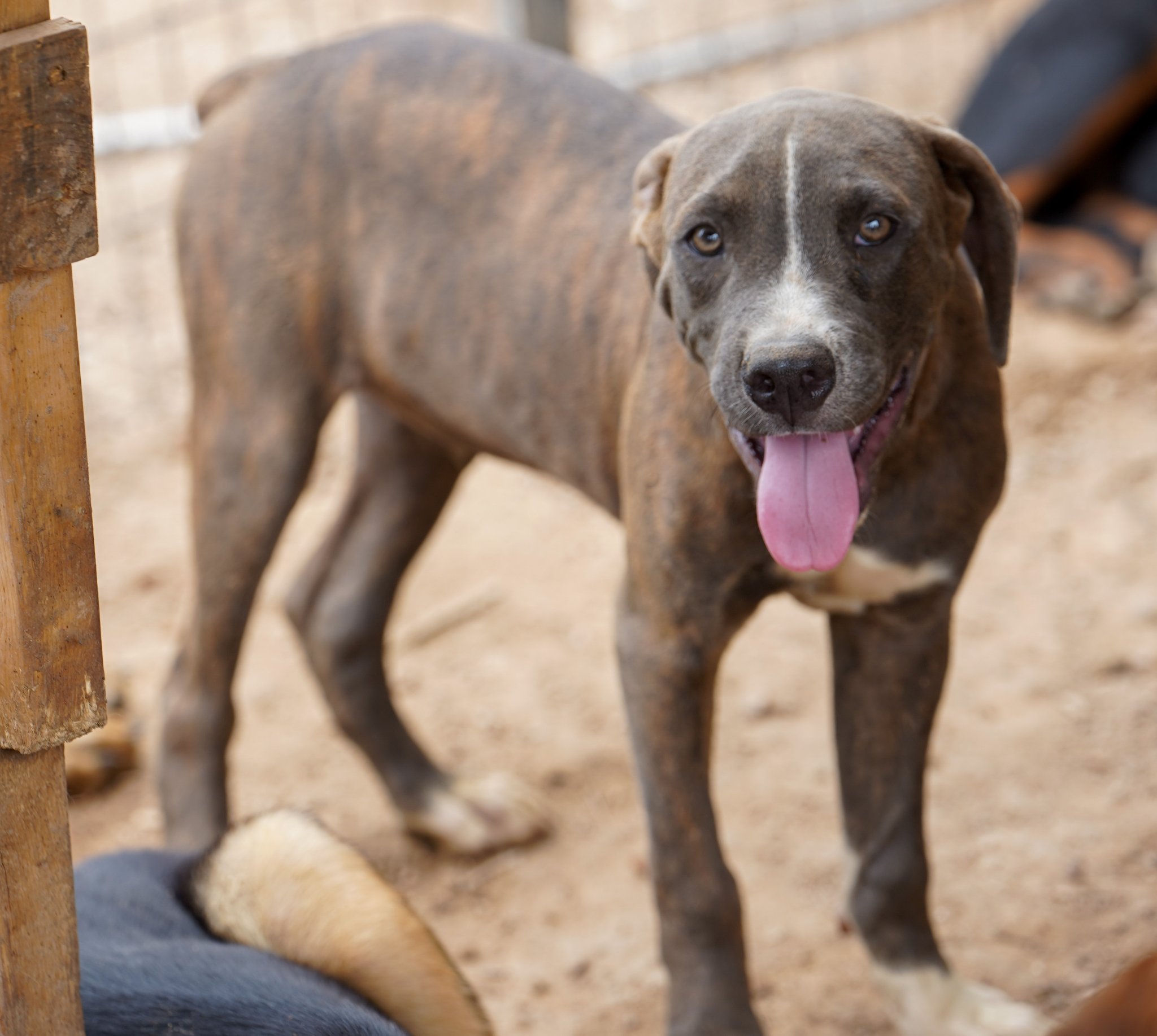 American Bandogge Mastiff