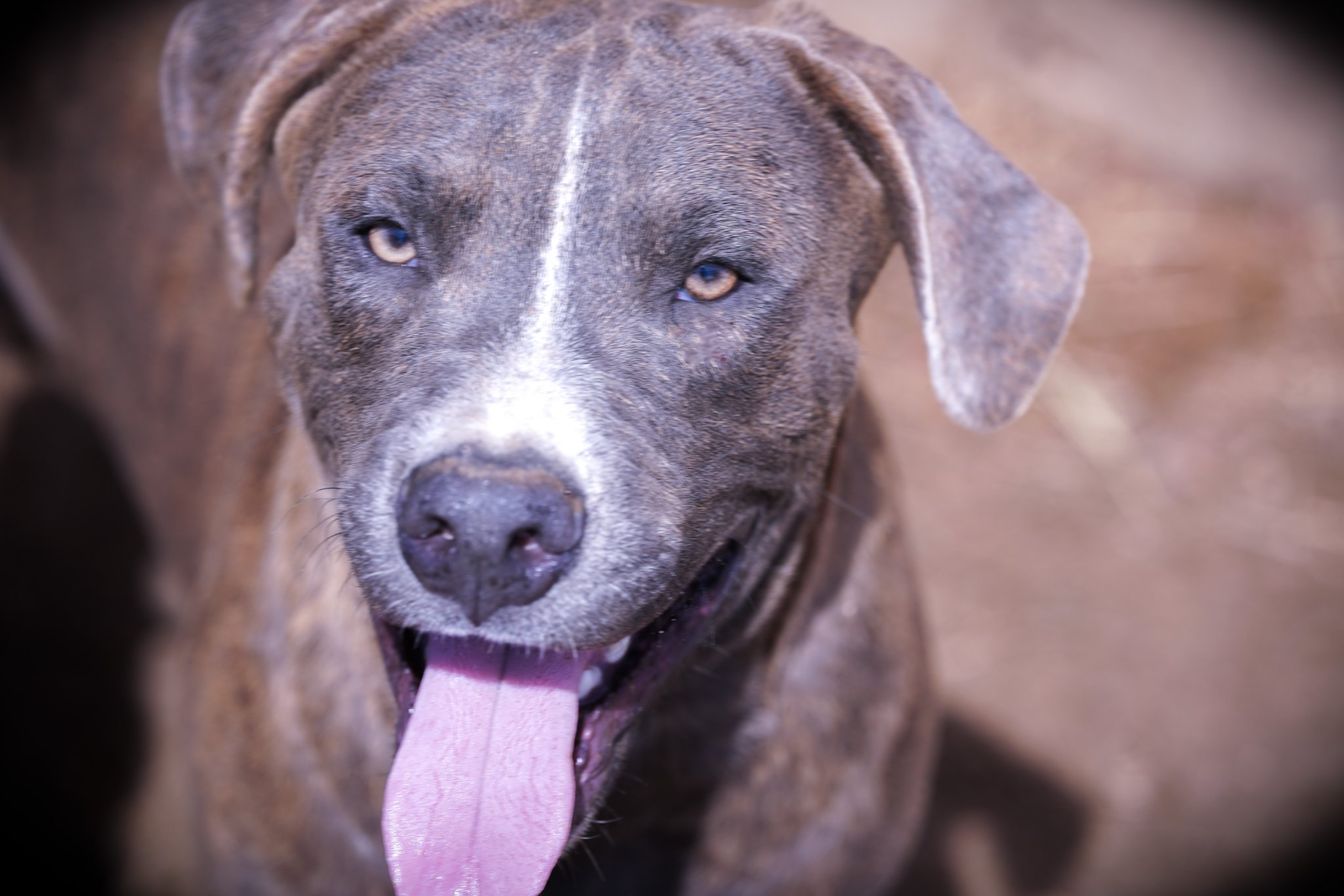 American Bandogge Mastiff