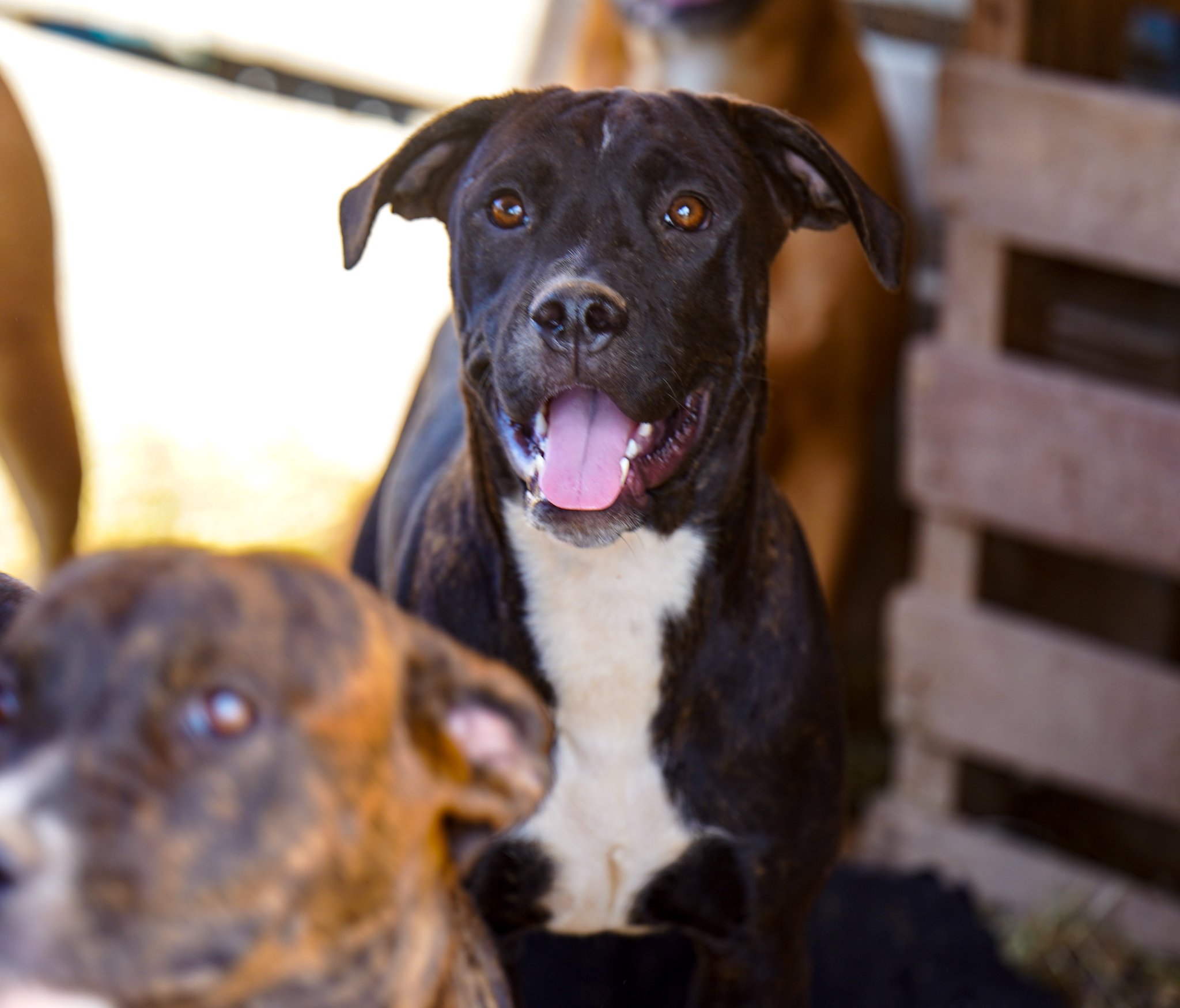 American Bandogge Mastiff
