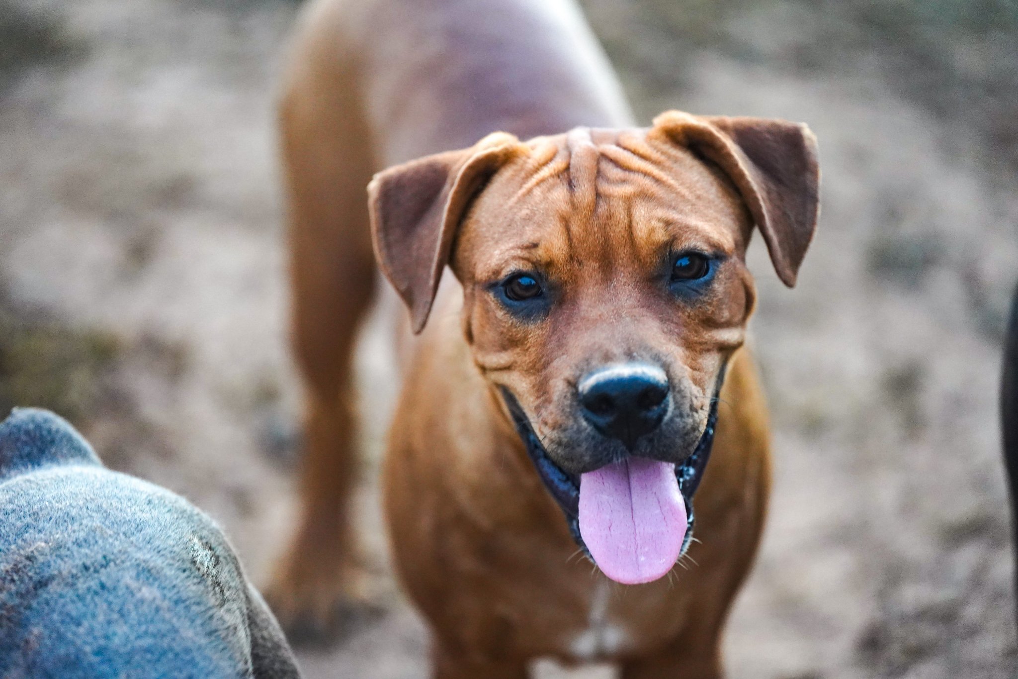 American Bandogge Mastiff