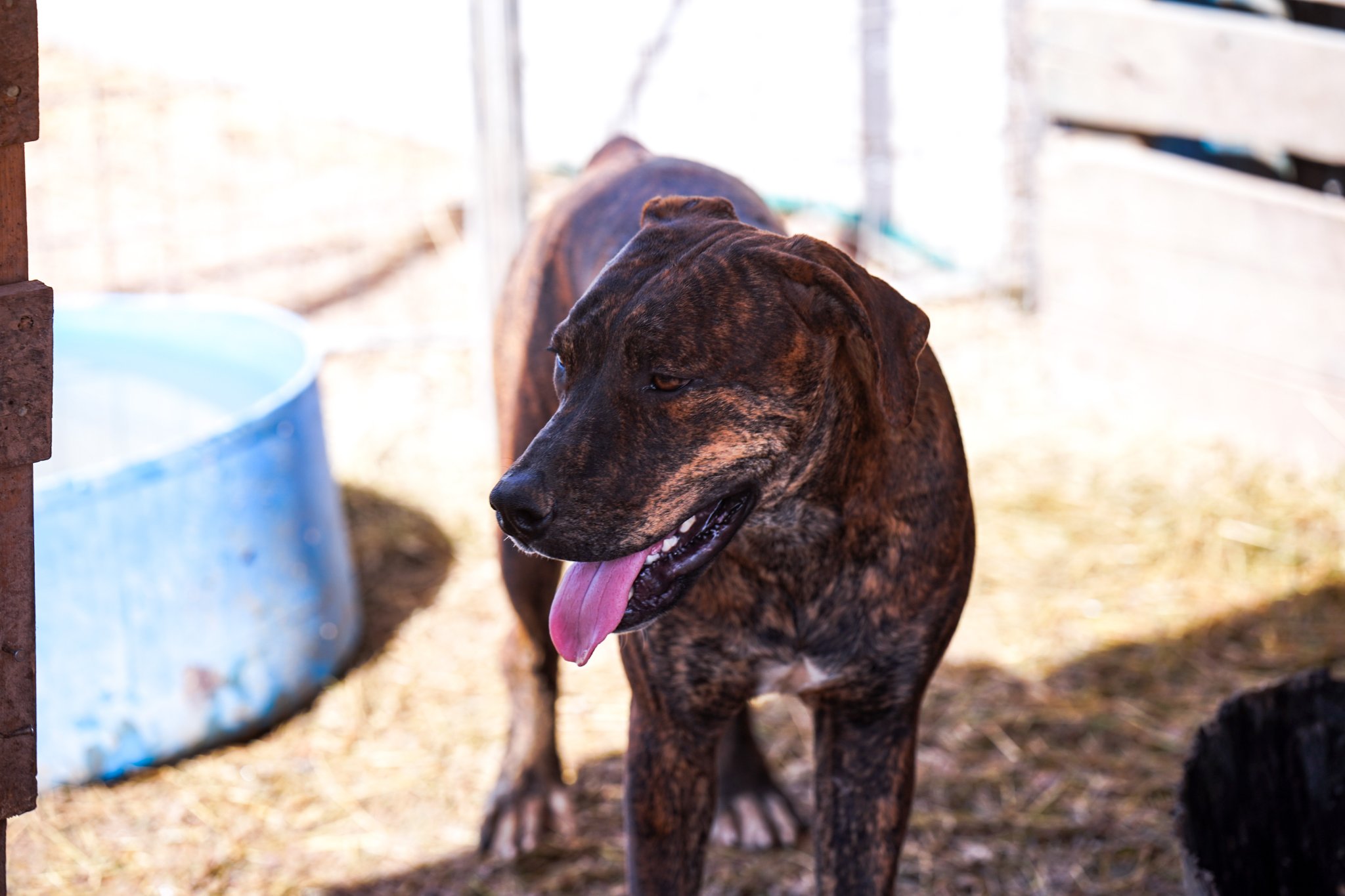 American Bandogge Mastiff