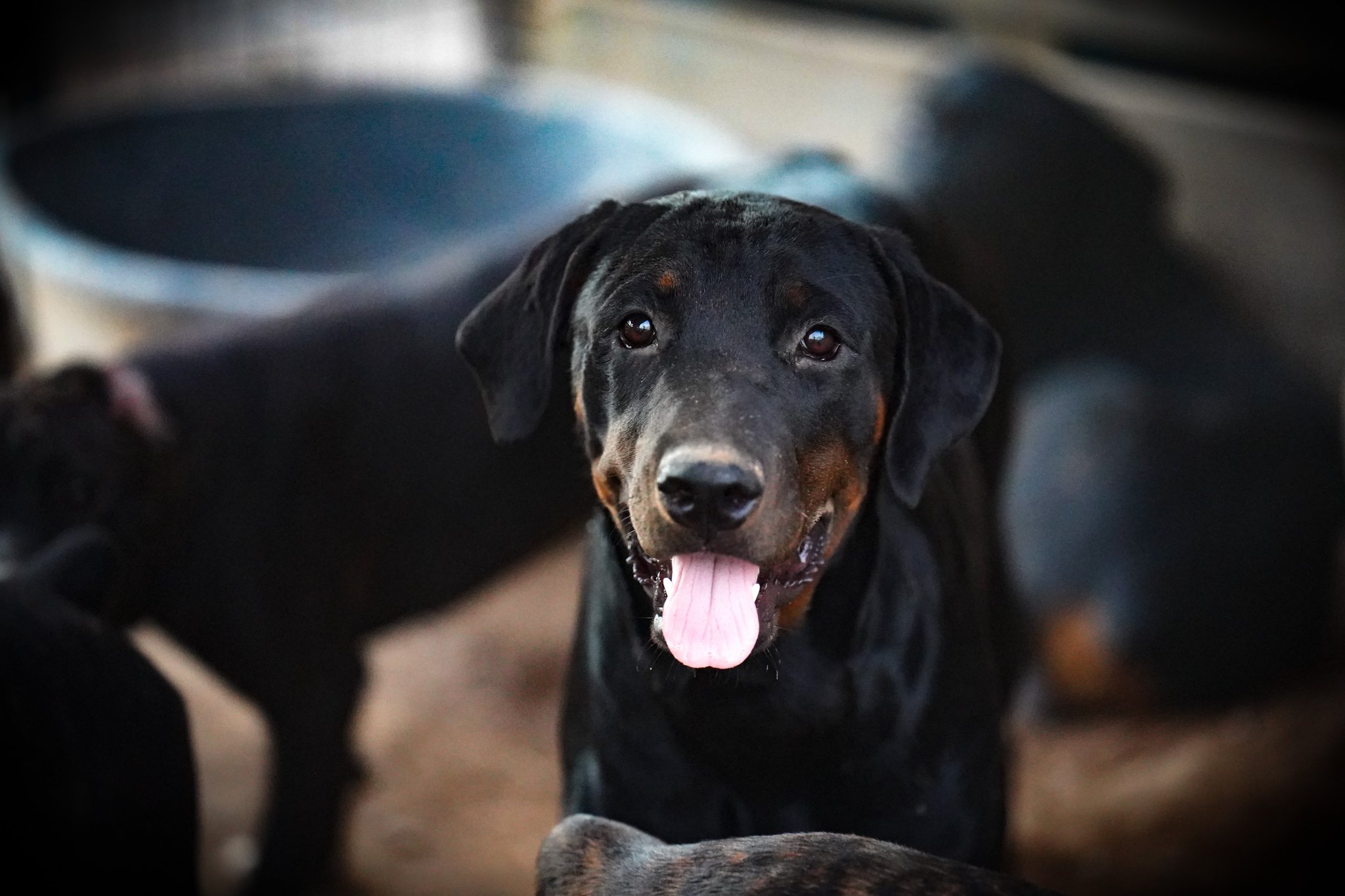 Rottweiler