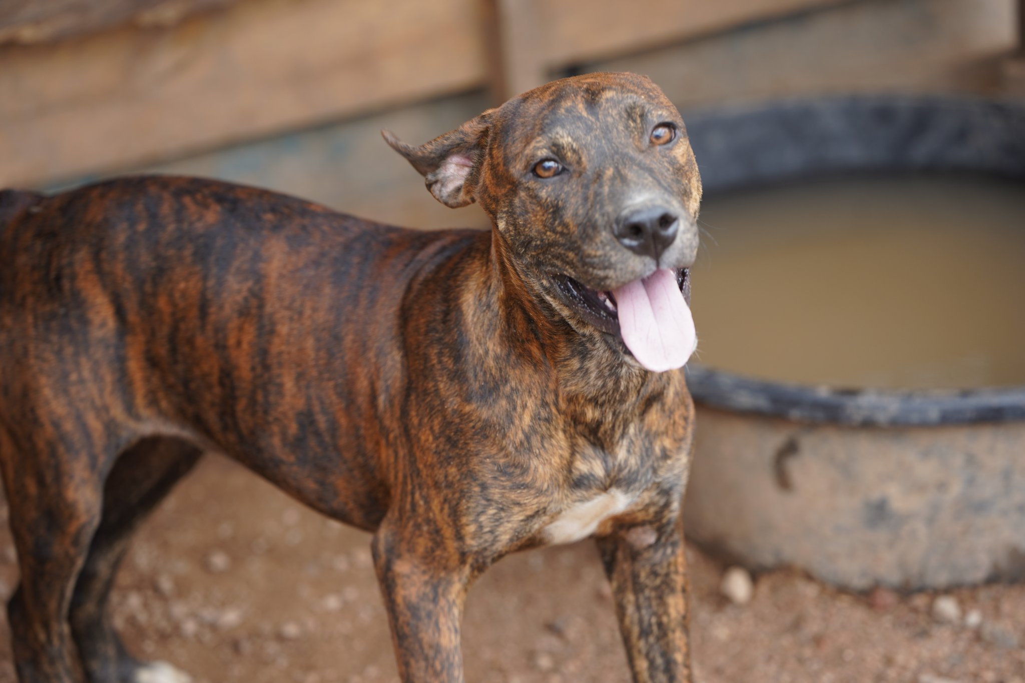 American Bandogge Mastiff
