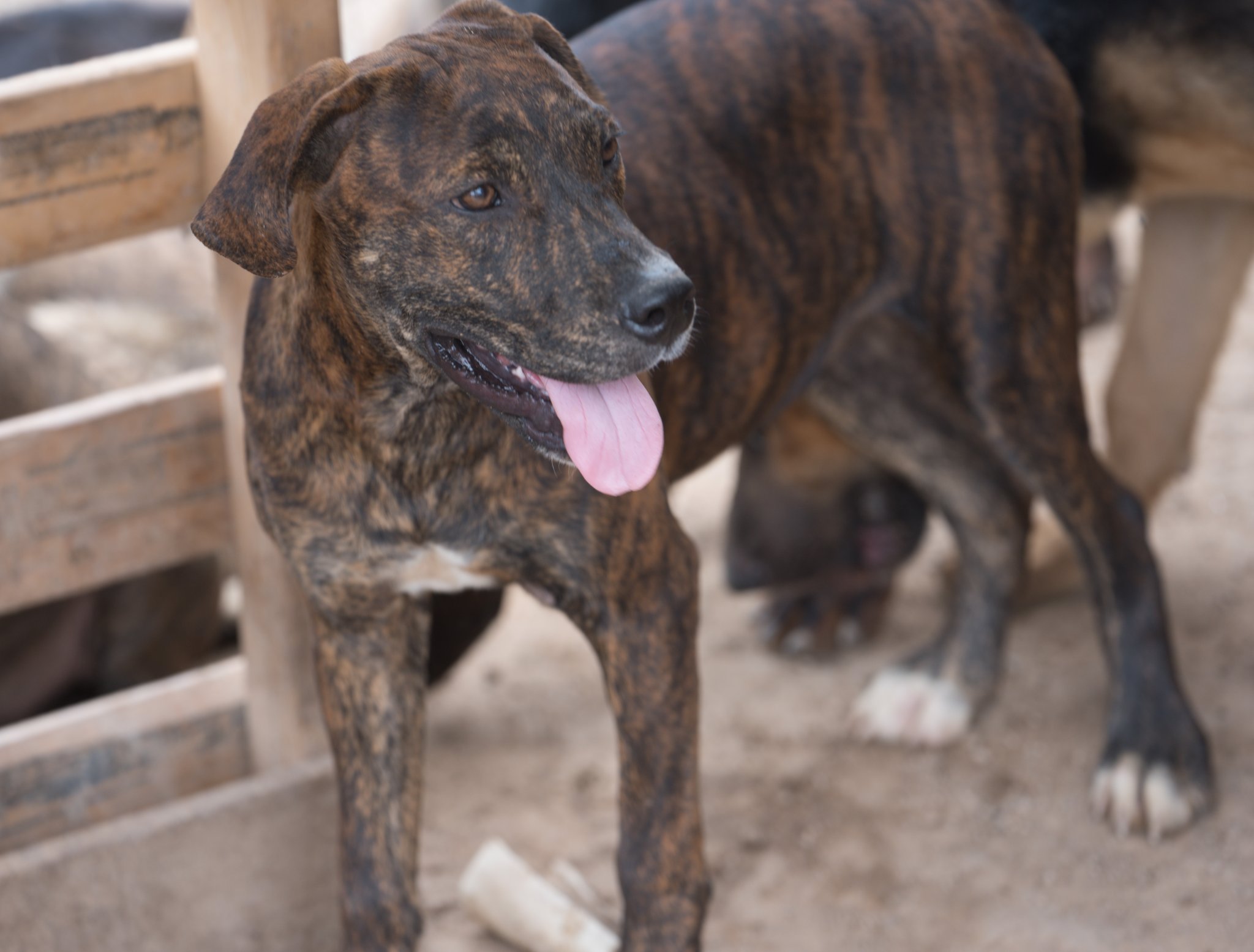 American Bandogge Mastiff