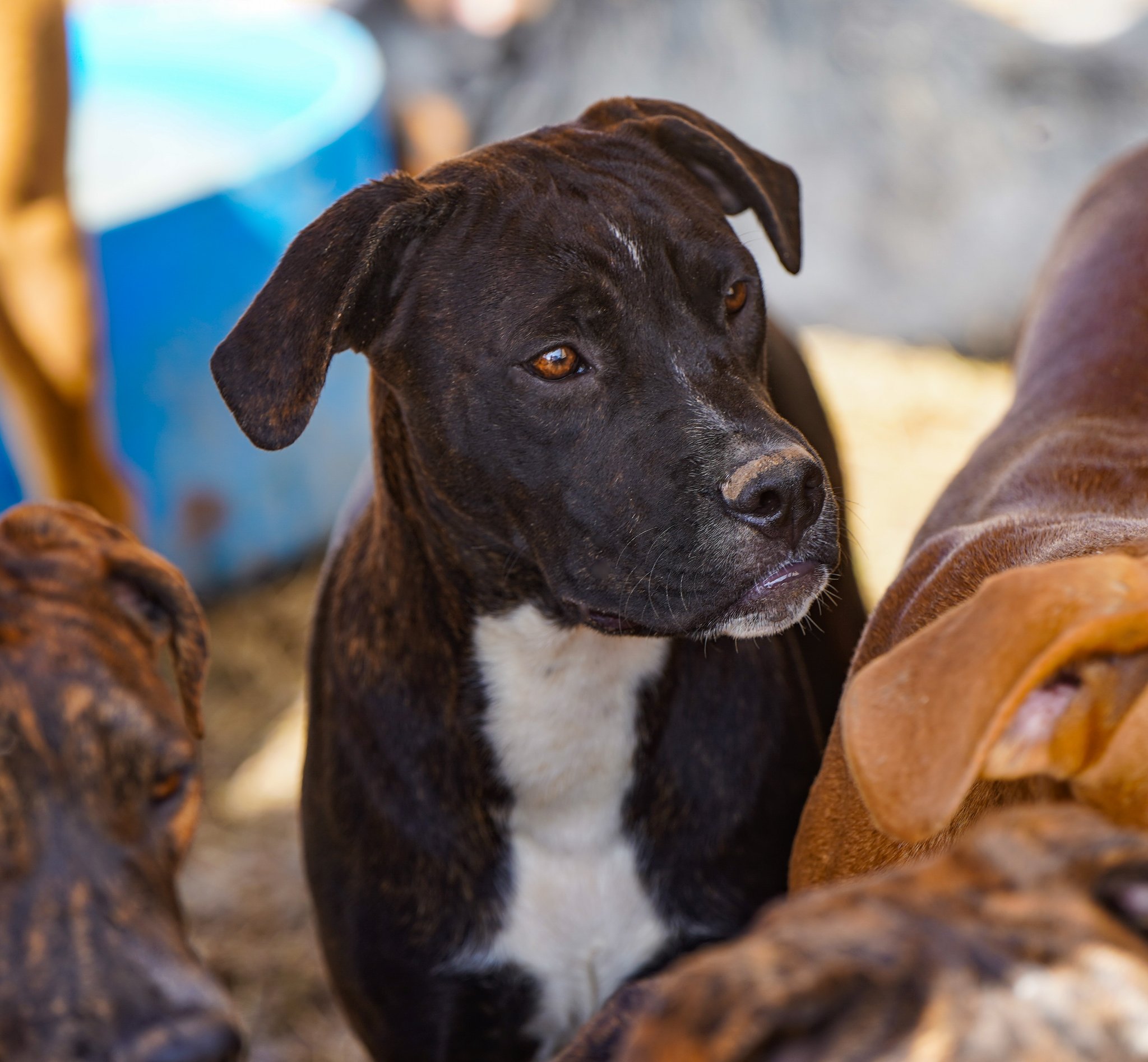 American Bandogge Mastiff