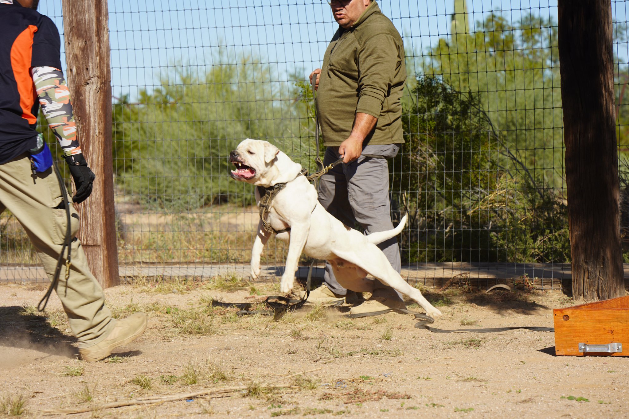 American Bulldog