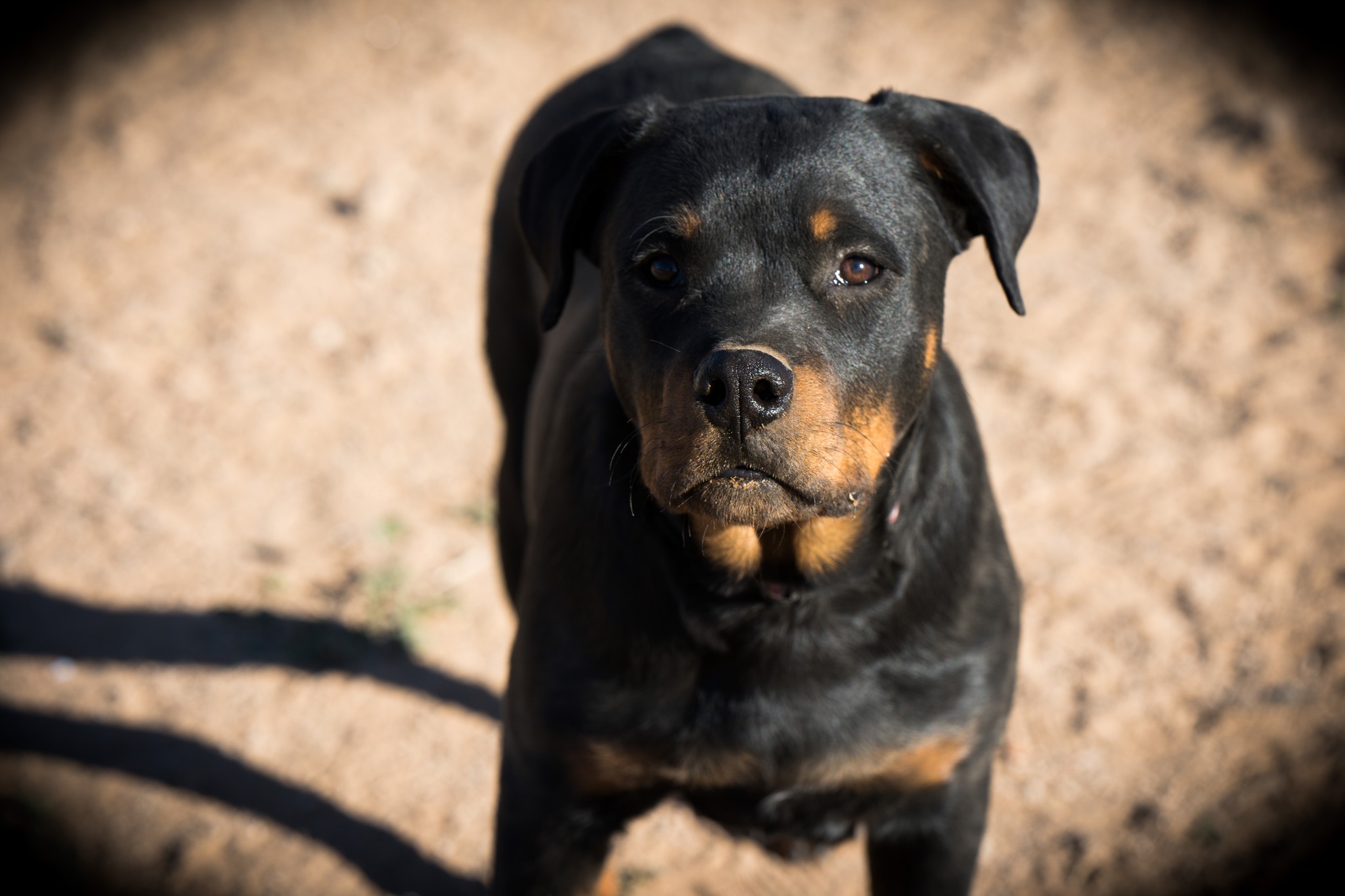 Rottweiler