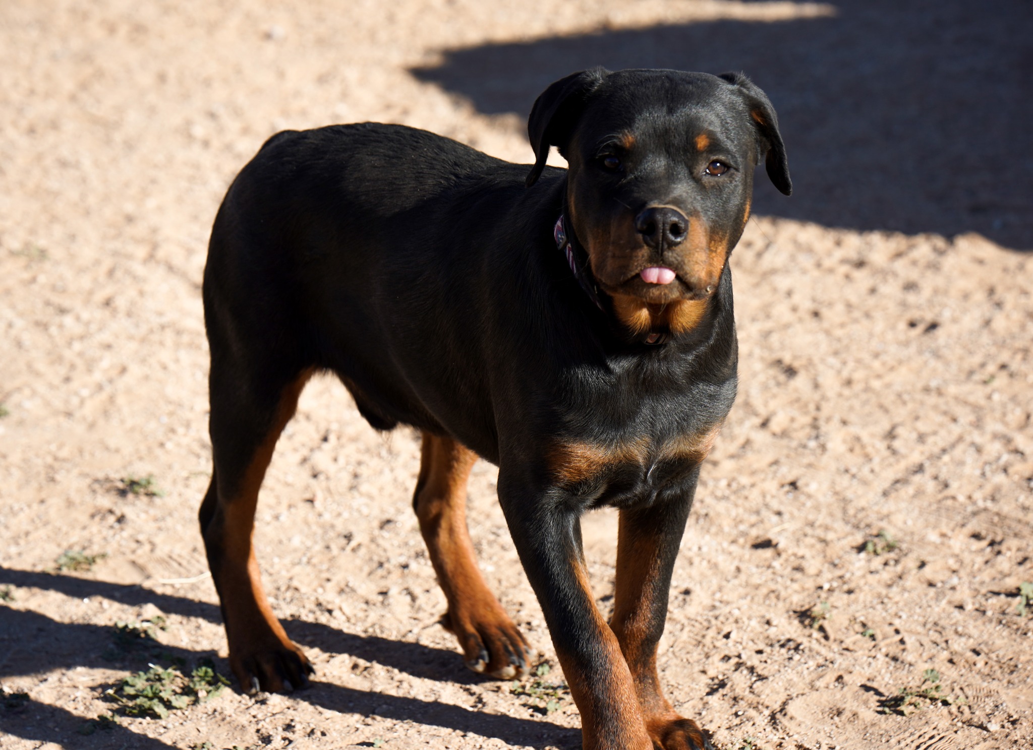 Rottweiler