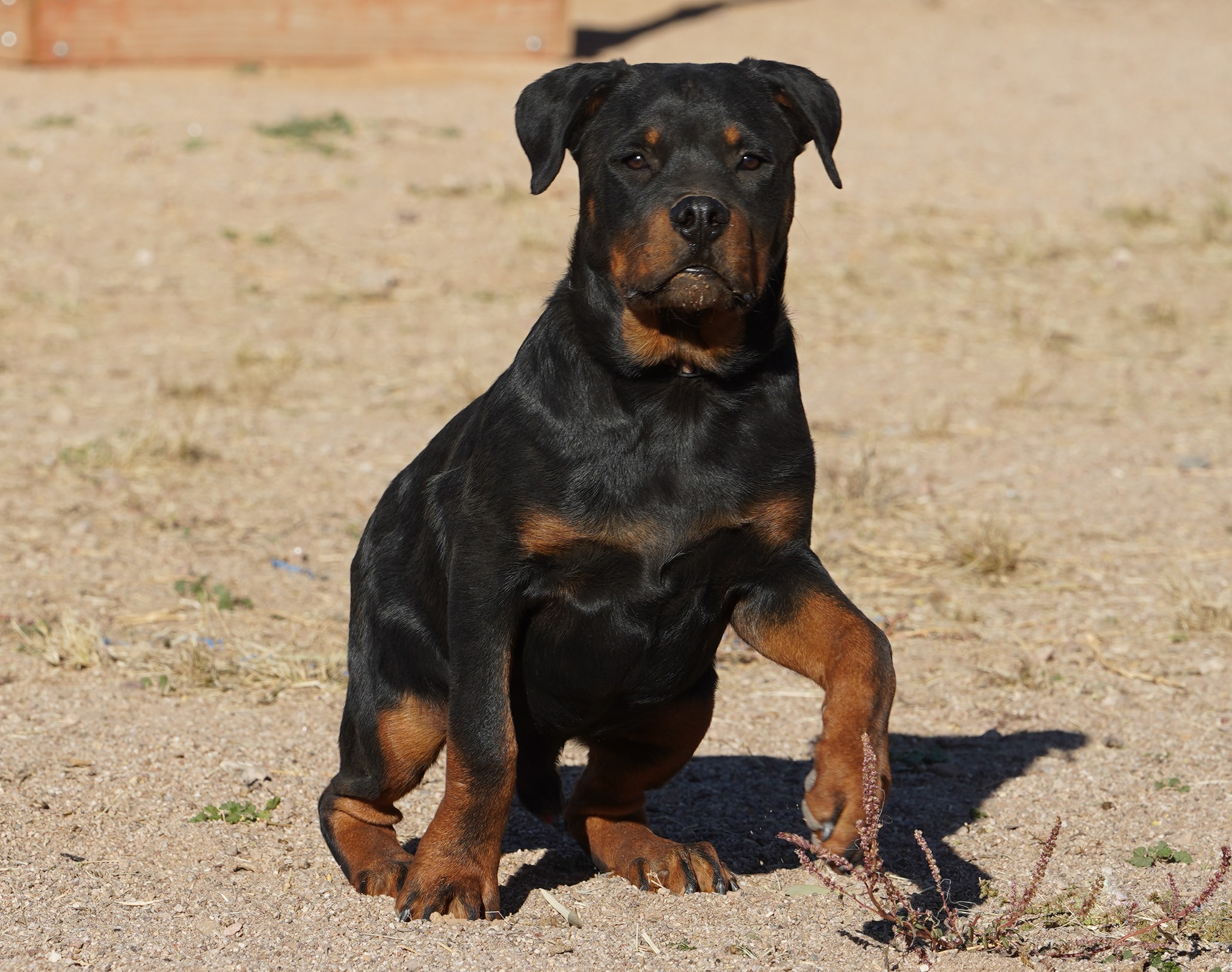 Rottweiler