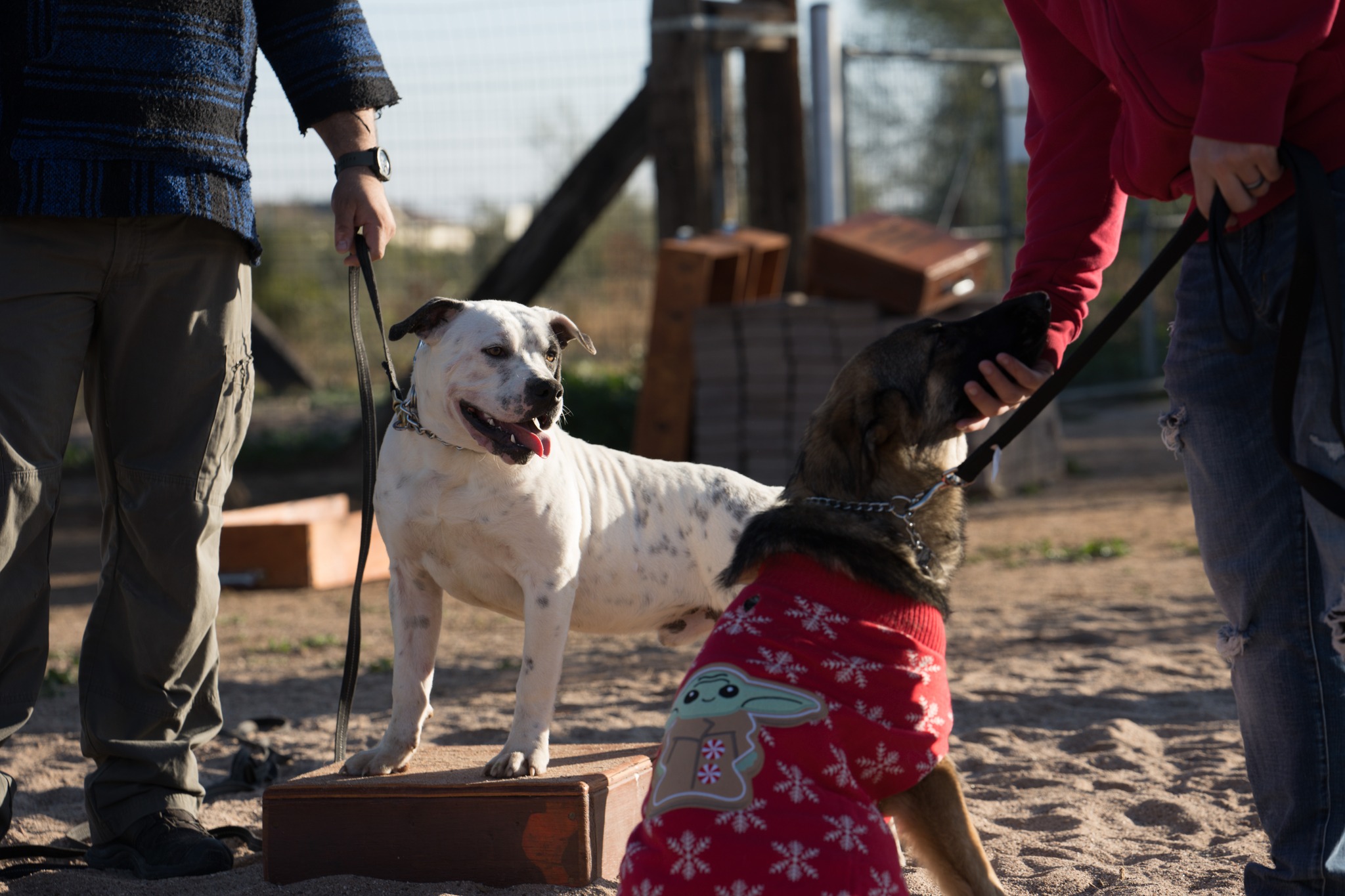 American Bulldog