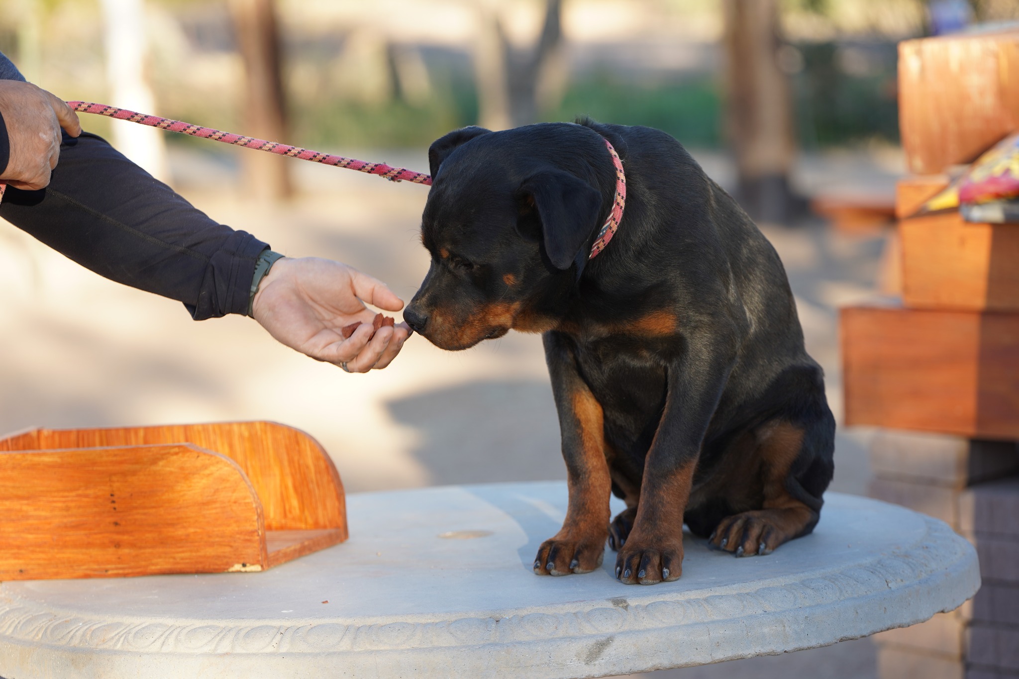 Rottweiler