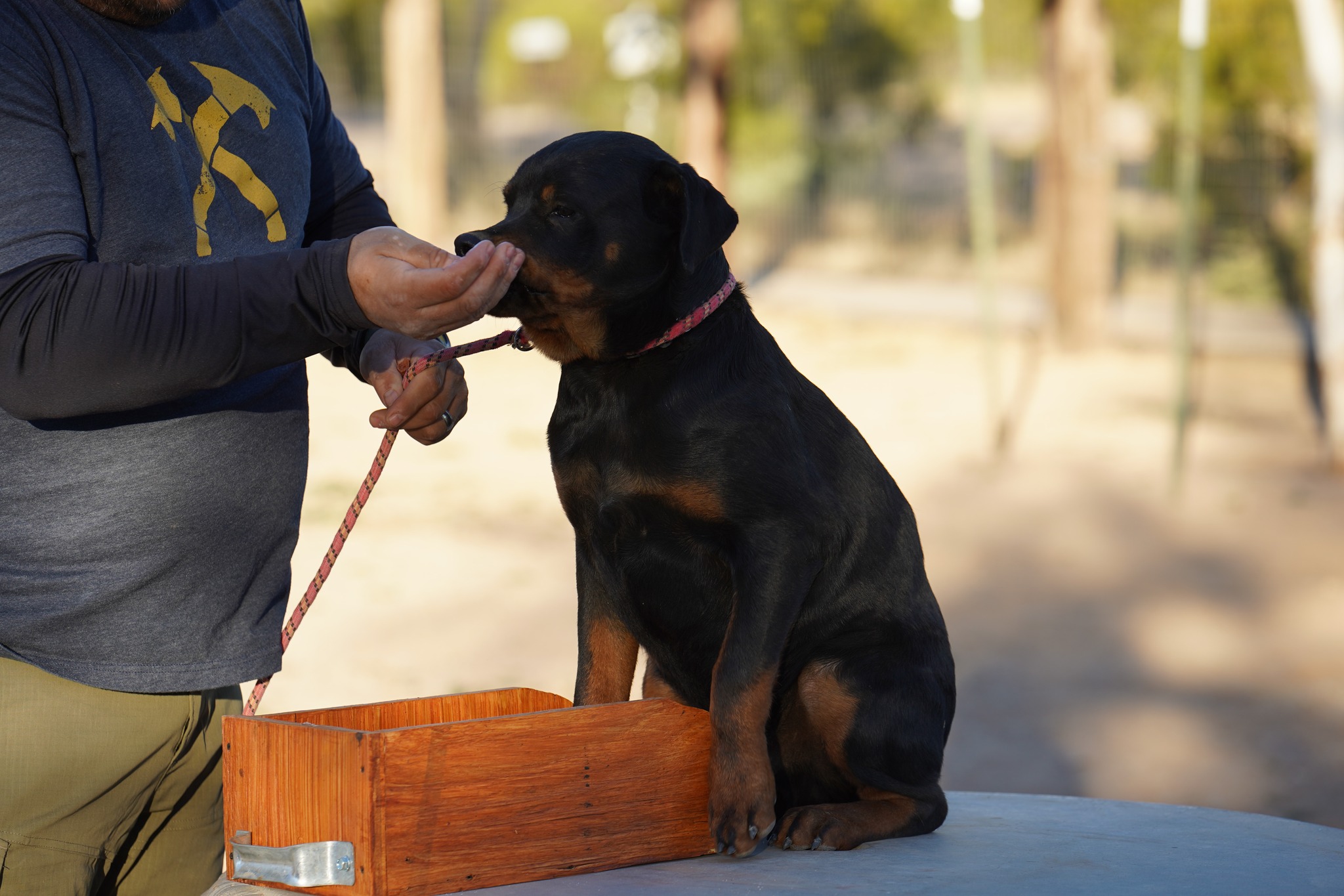 Rottweiler