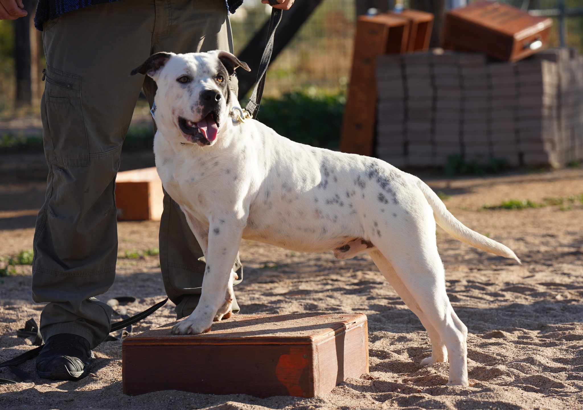 American Bulldog