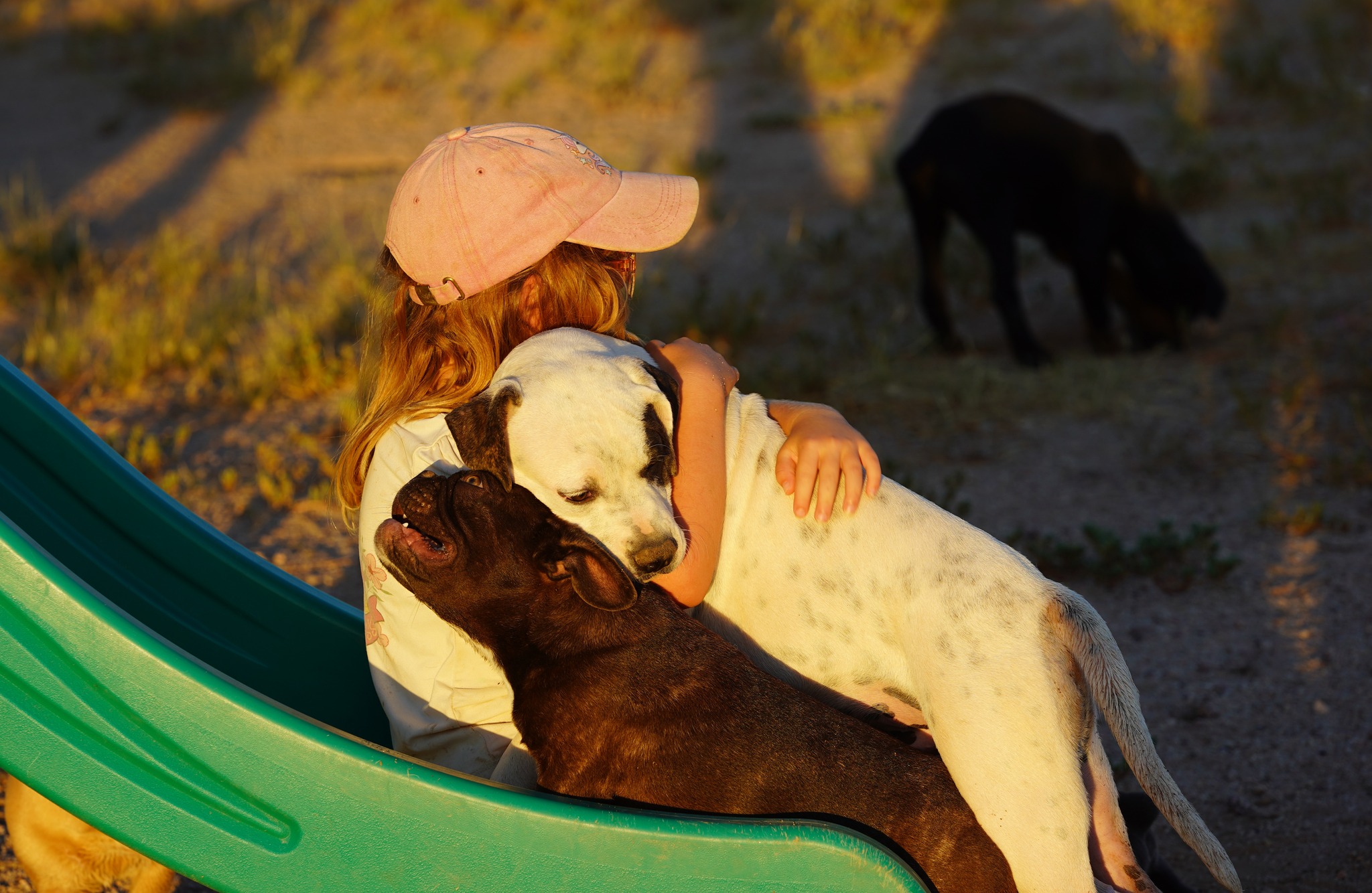 American Bulldog