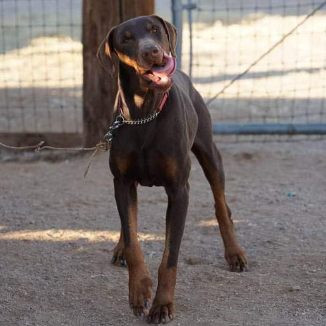 doberman