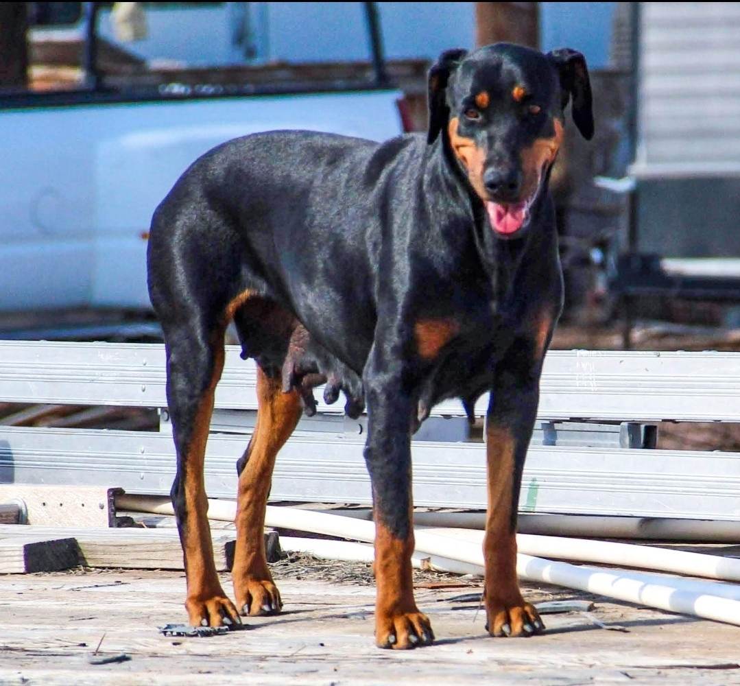 doberman