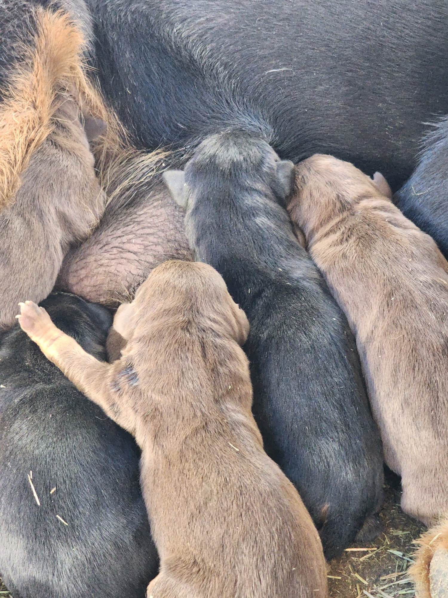 doberman