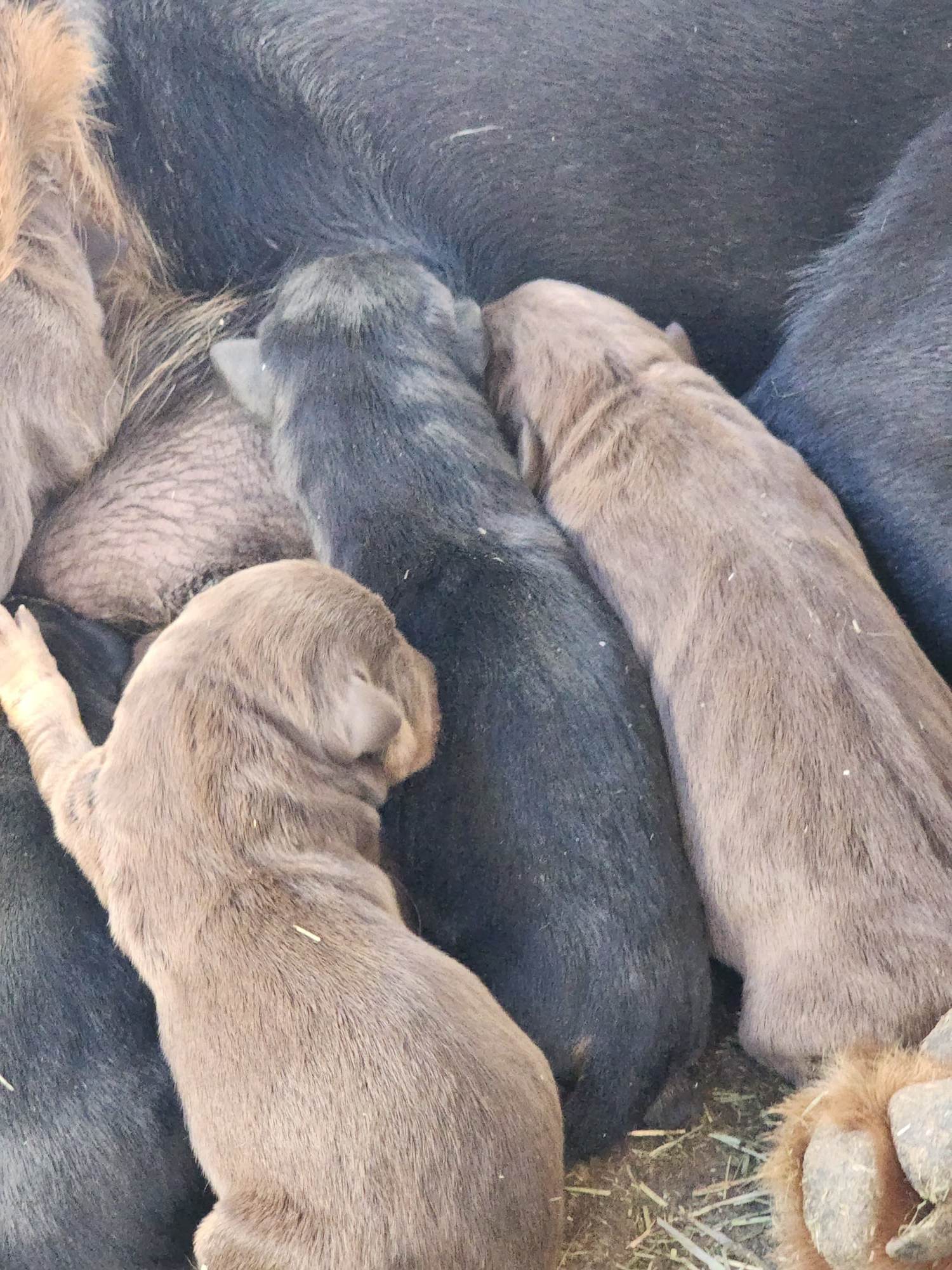 doberman