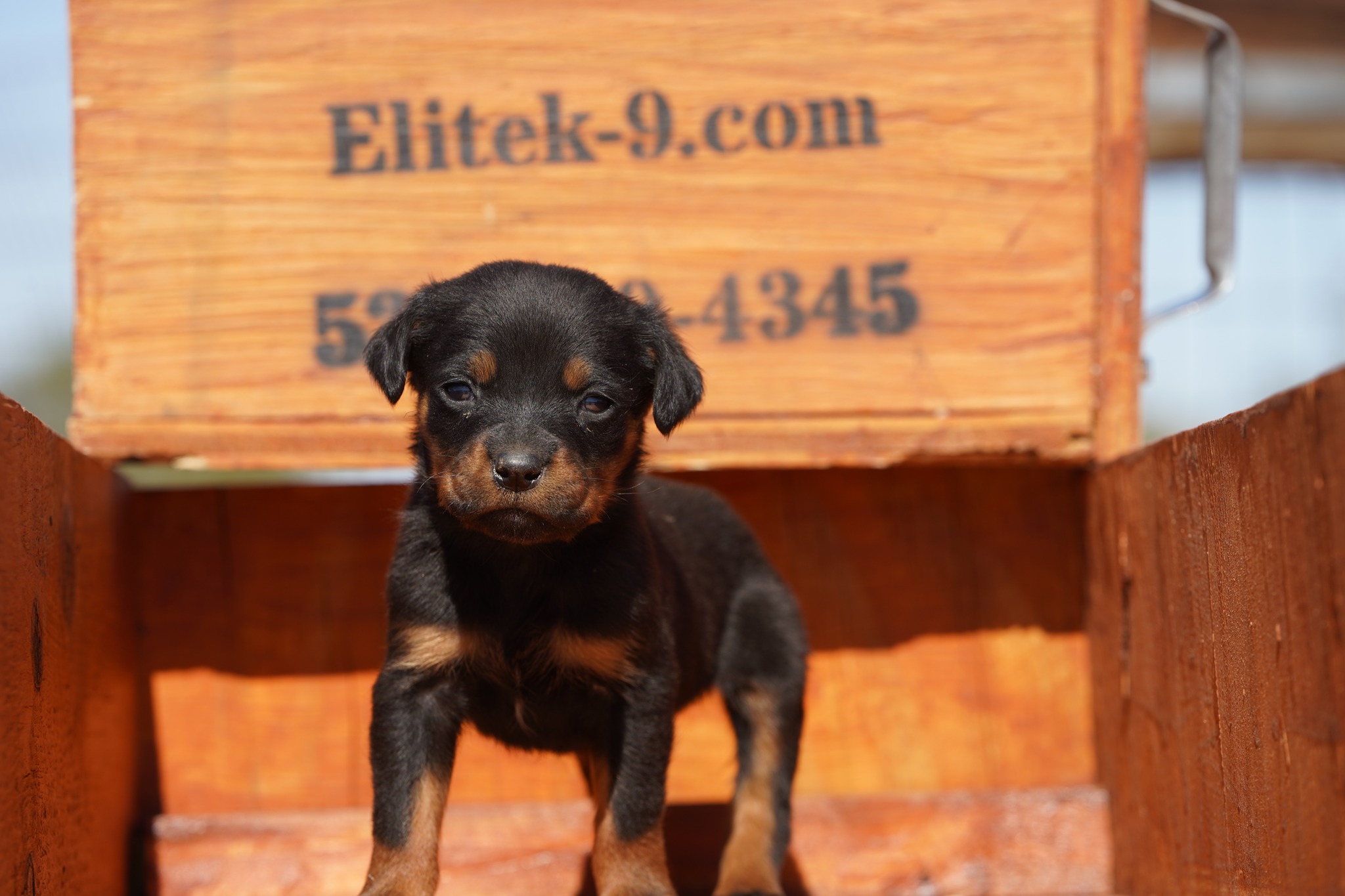Rottweiler