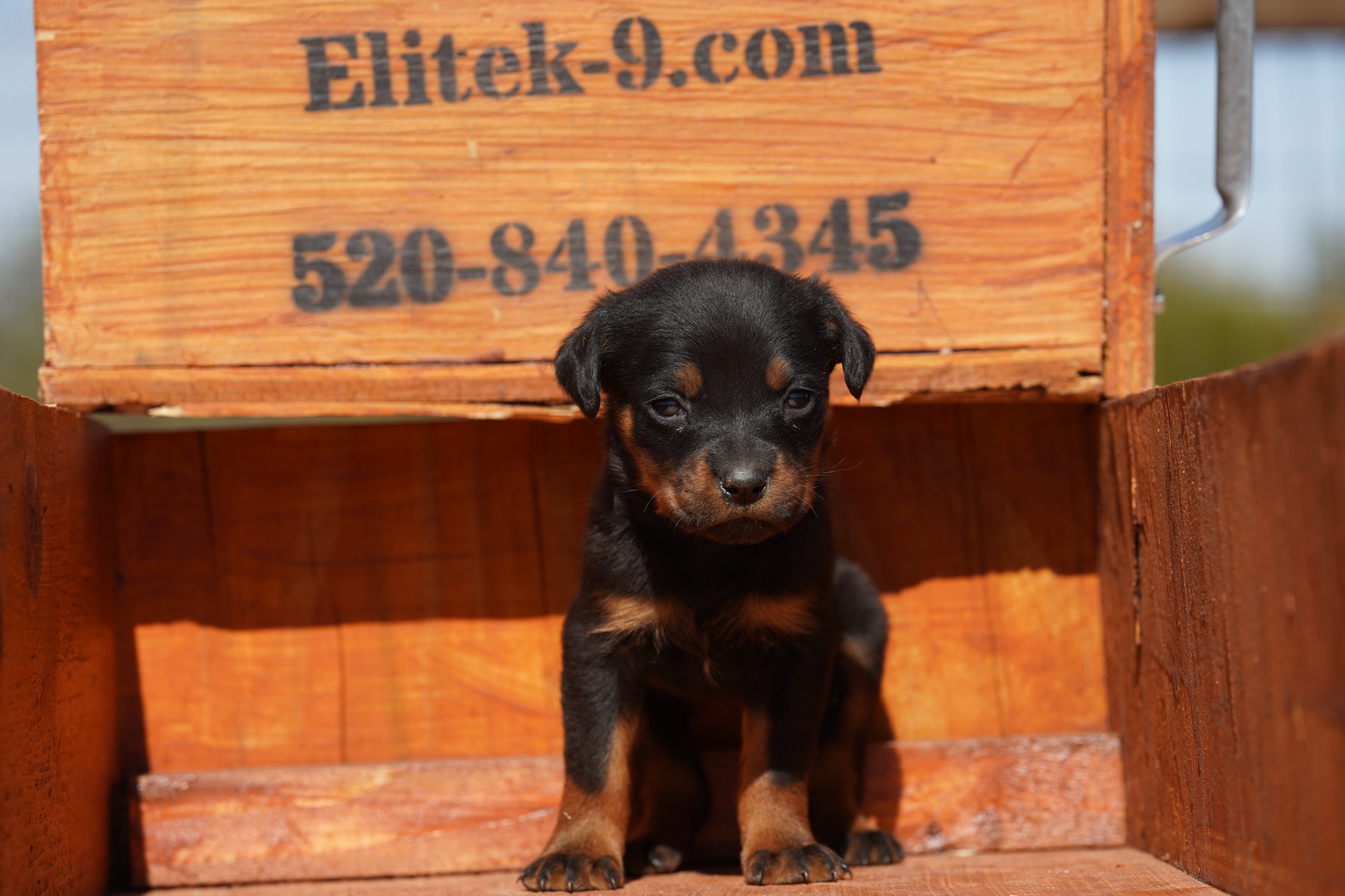 Rottweiler