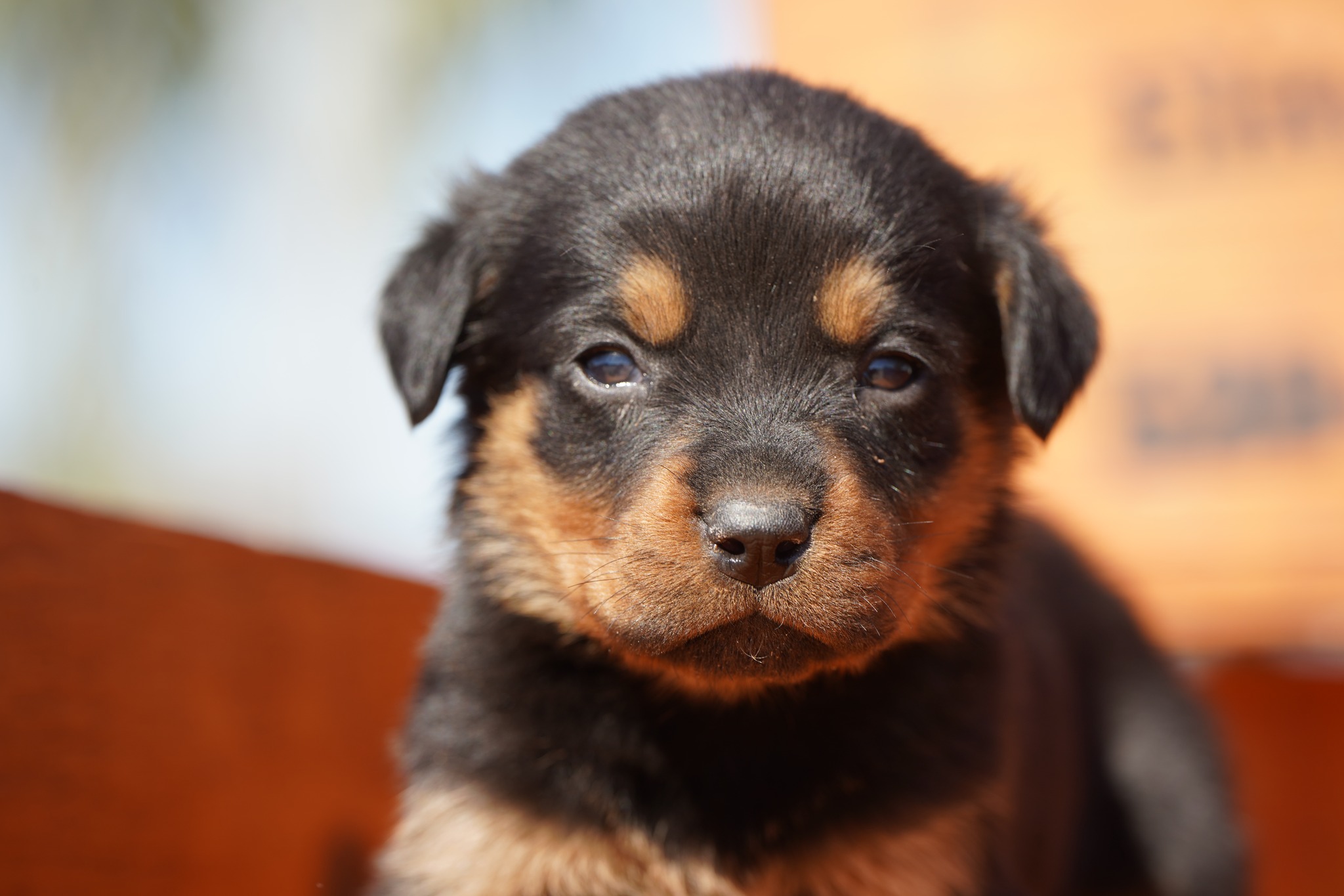 Rottweiler
