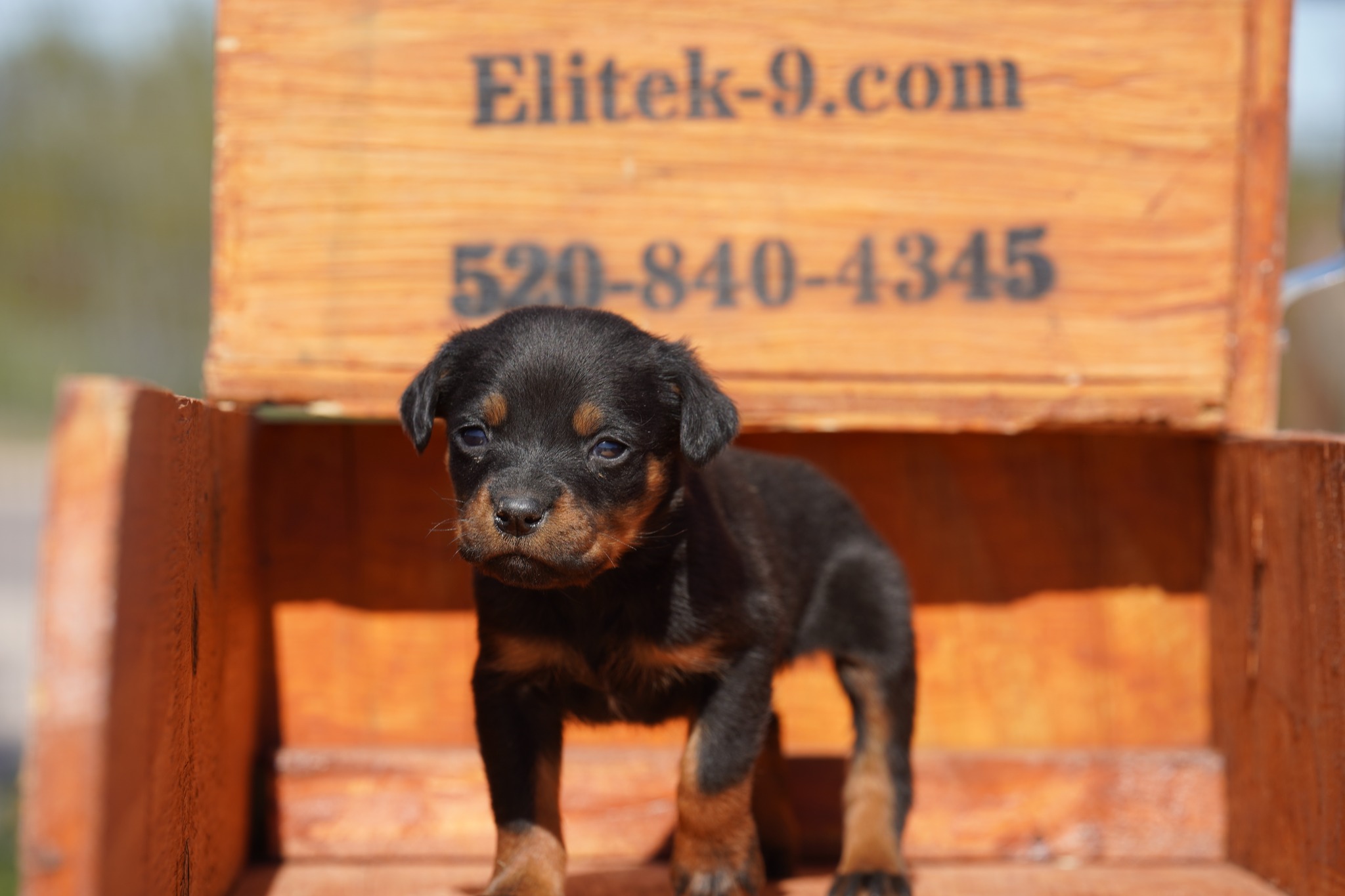 Rottweiler