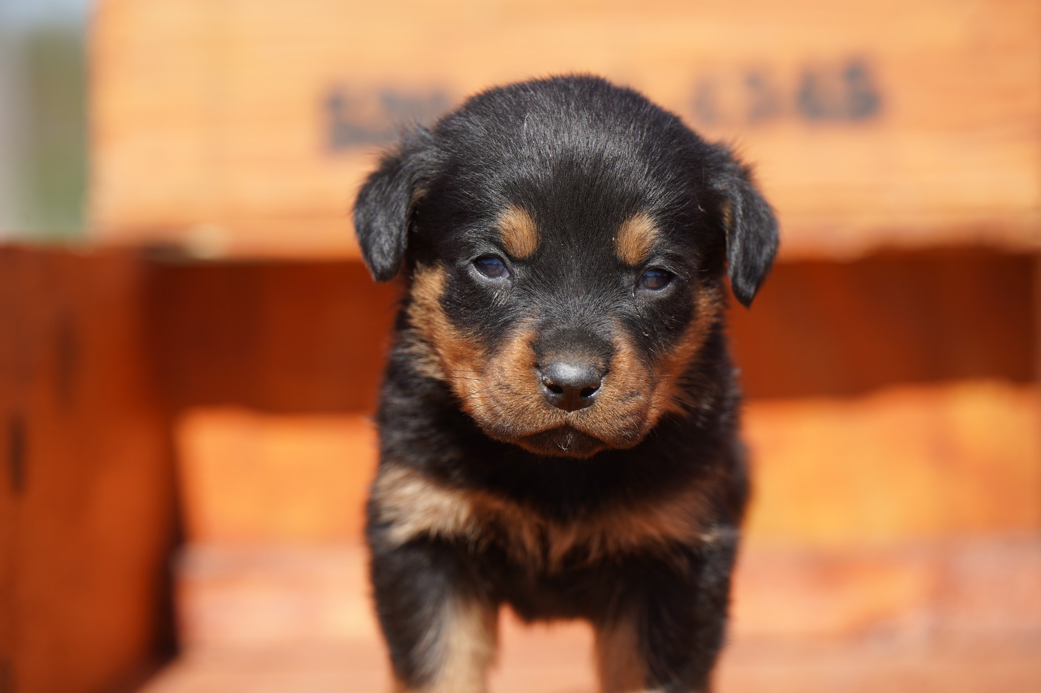 Rottweiler