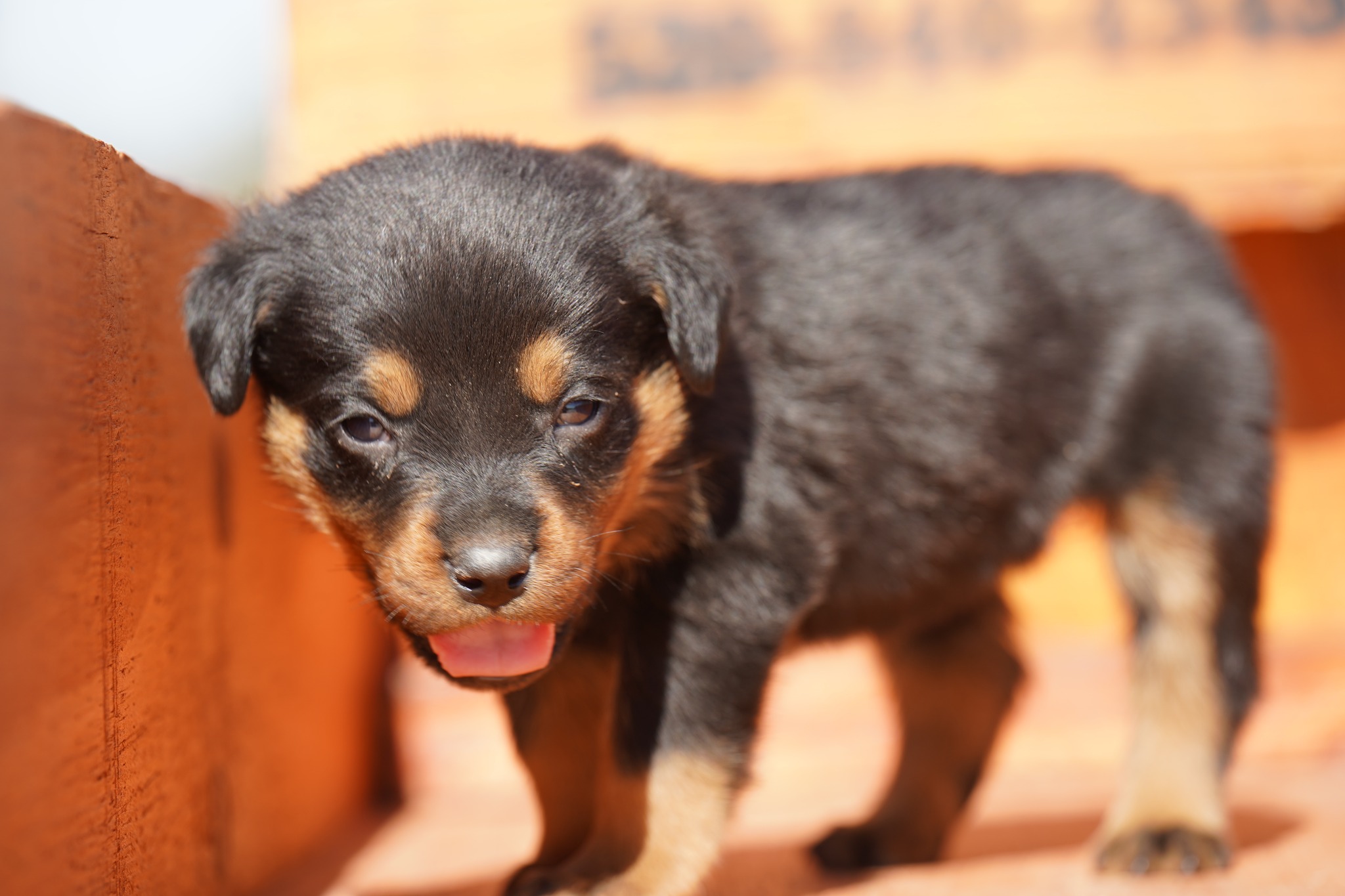 Rottweiler