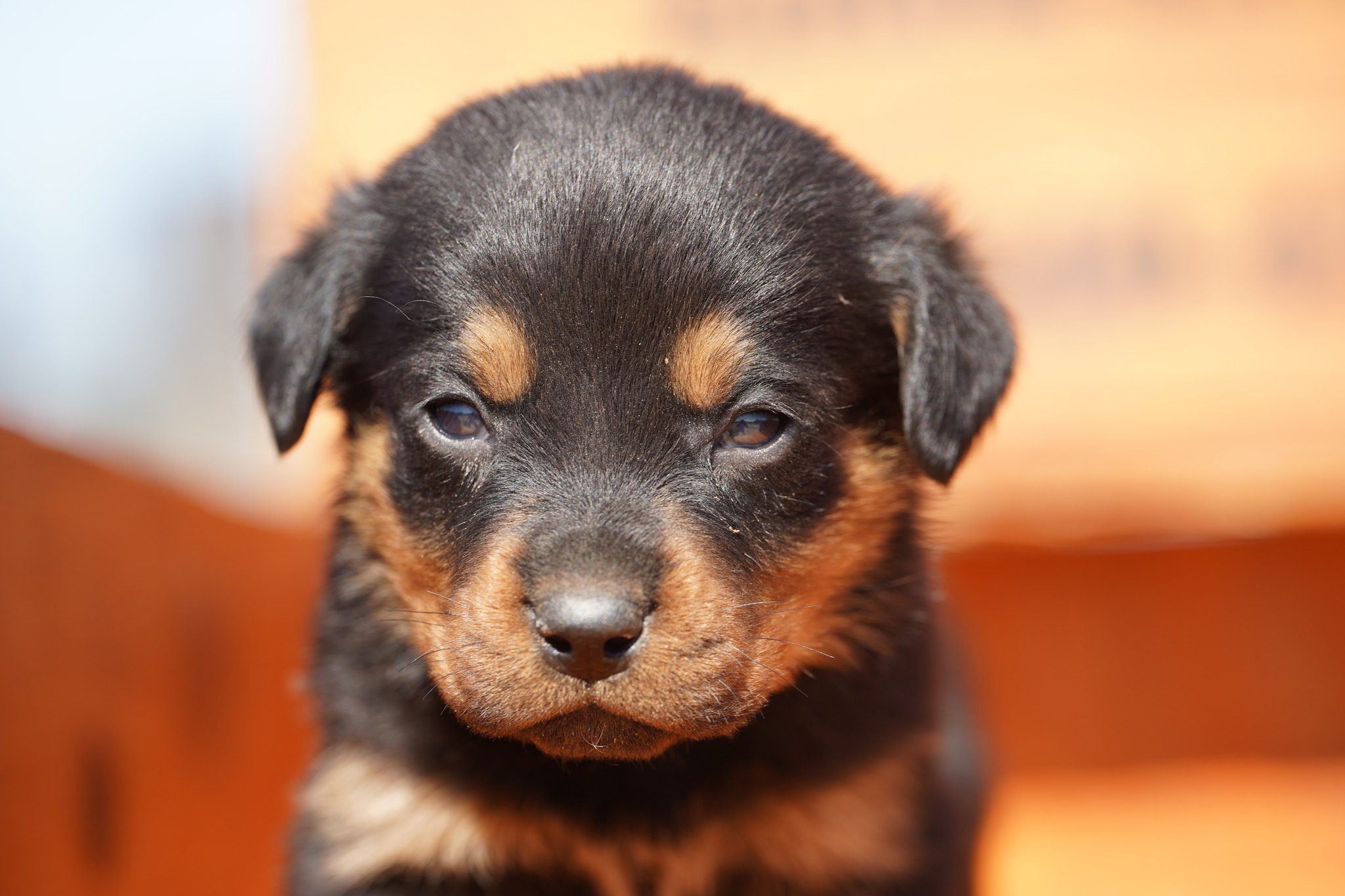 Rottweiler