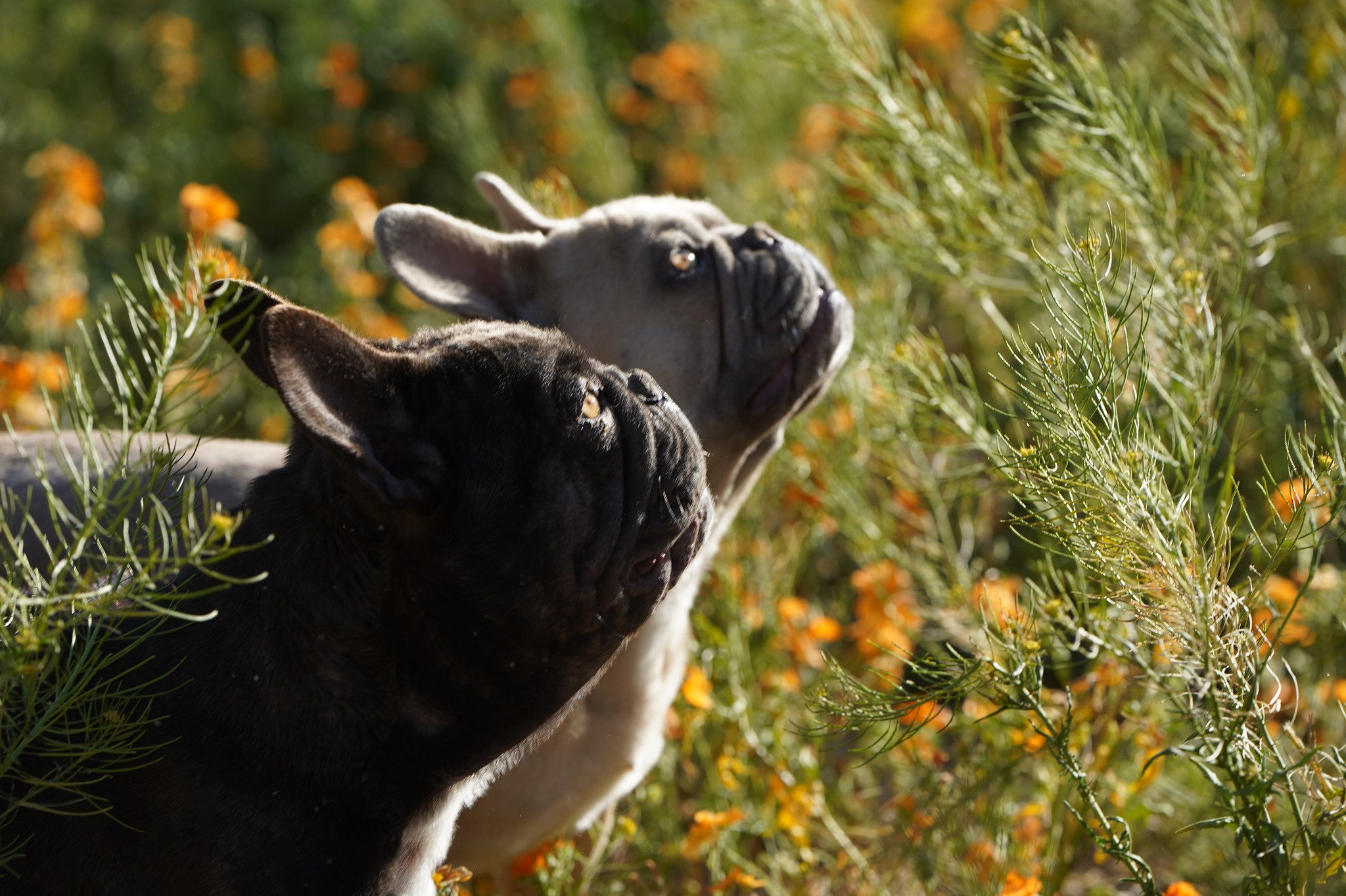 French Bulldog