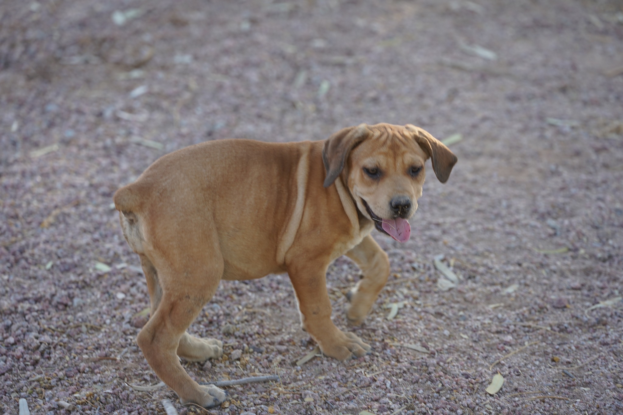 American Bandogge Mastiff