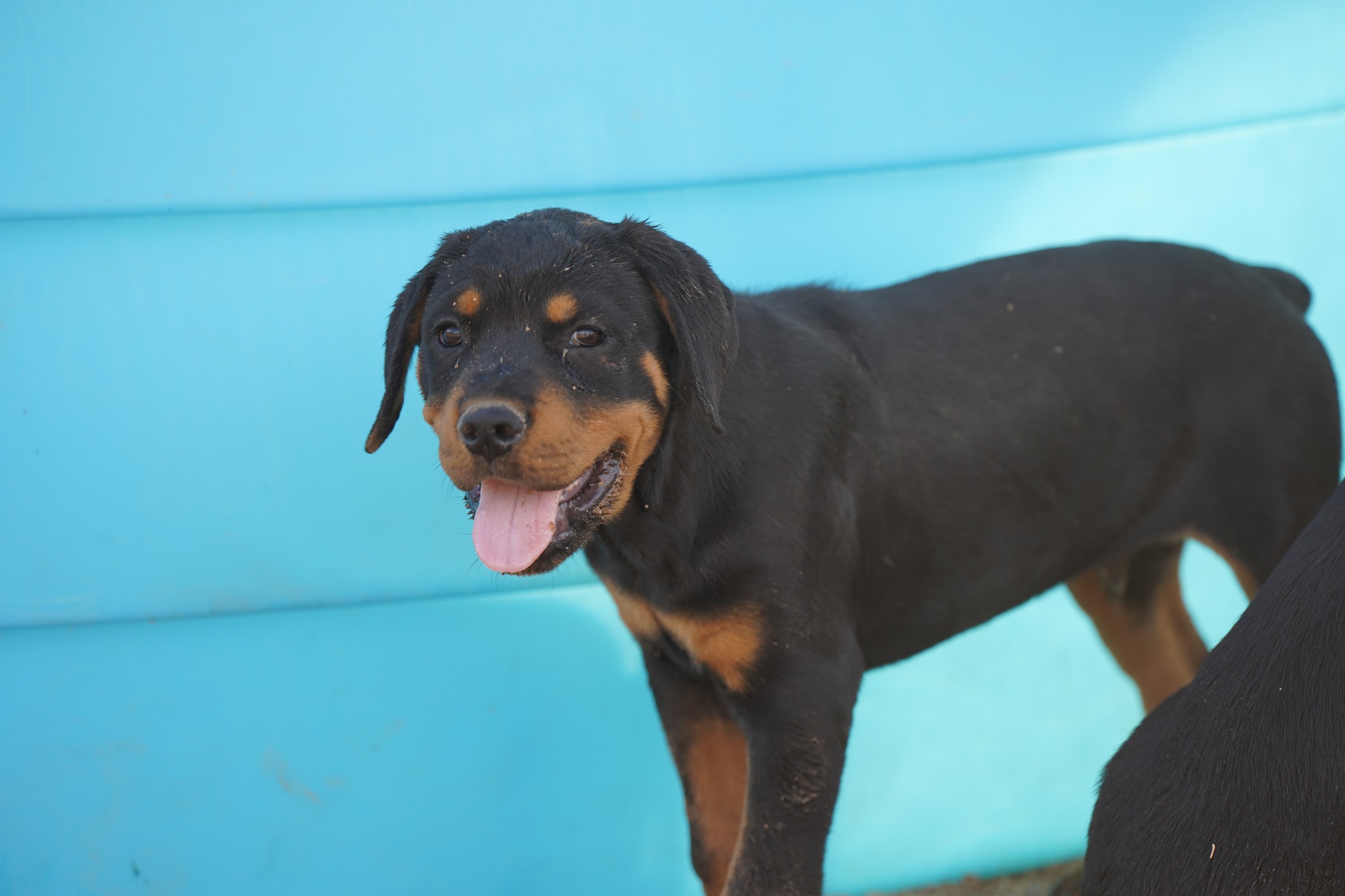 Rottweiler