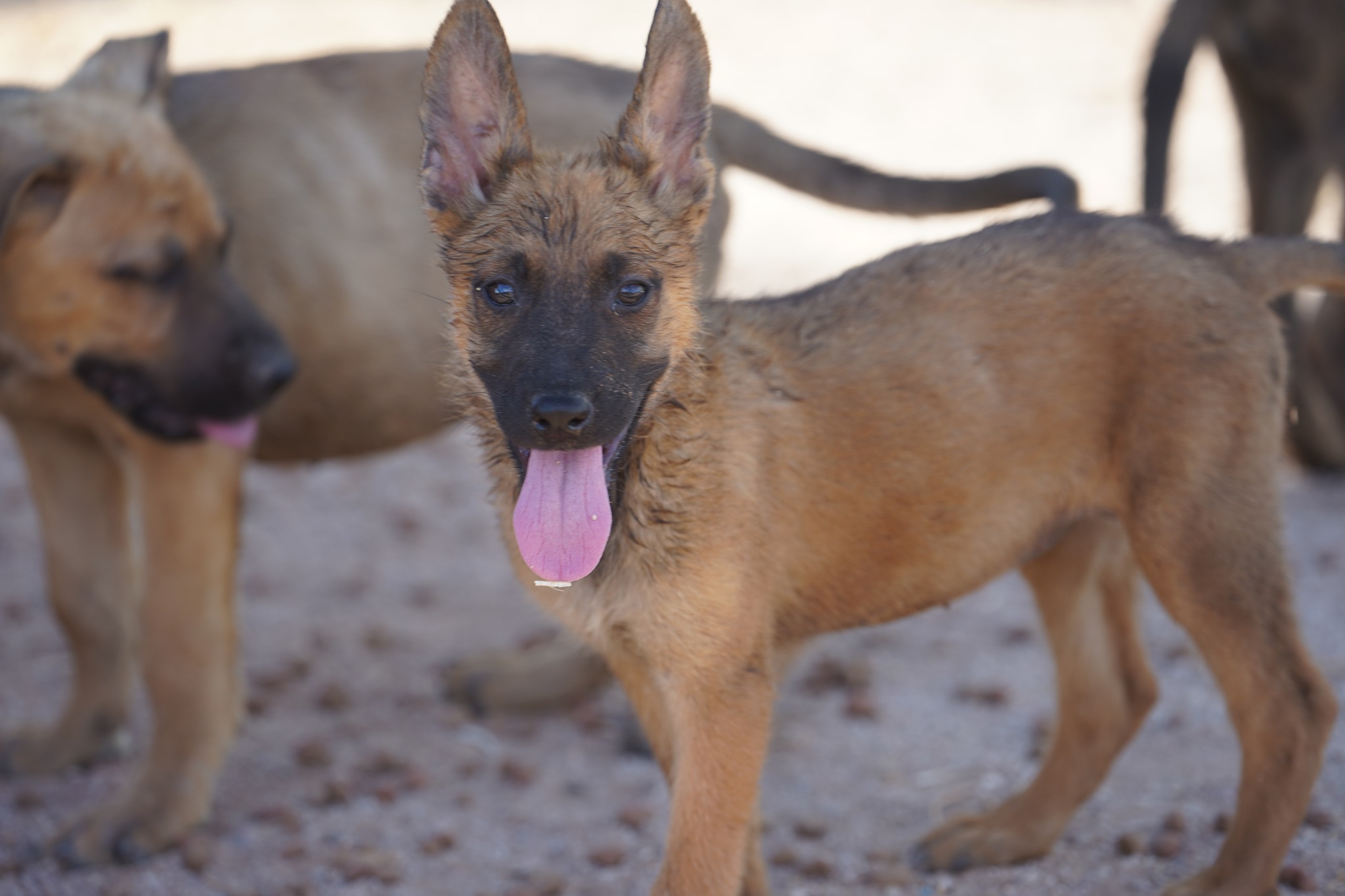Malinois