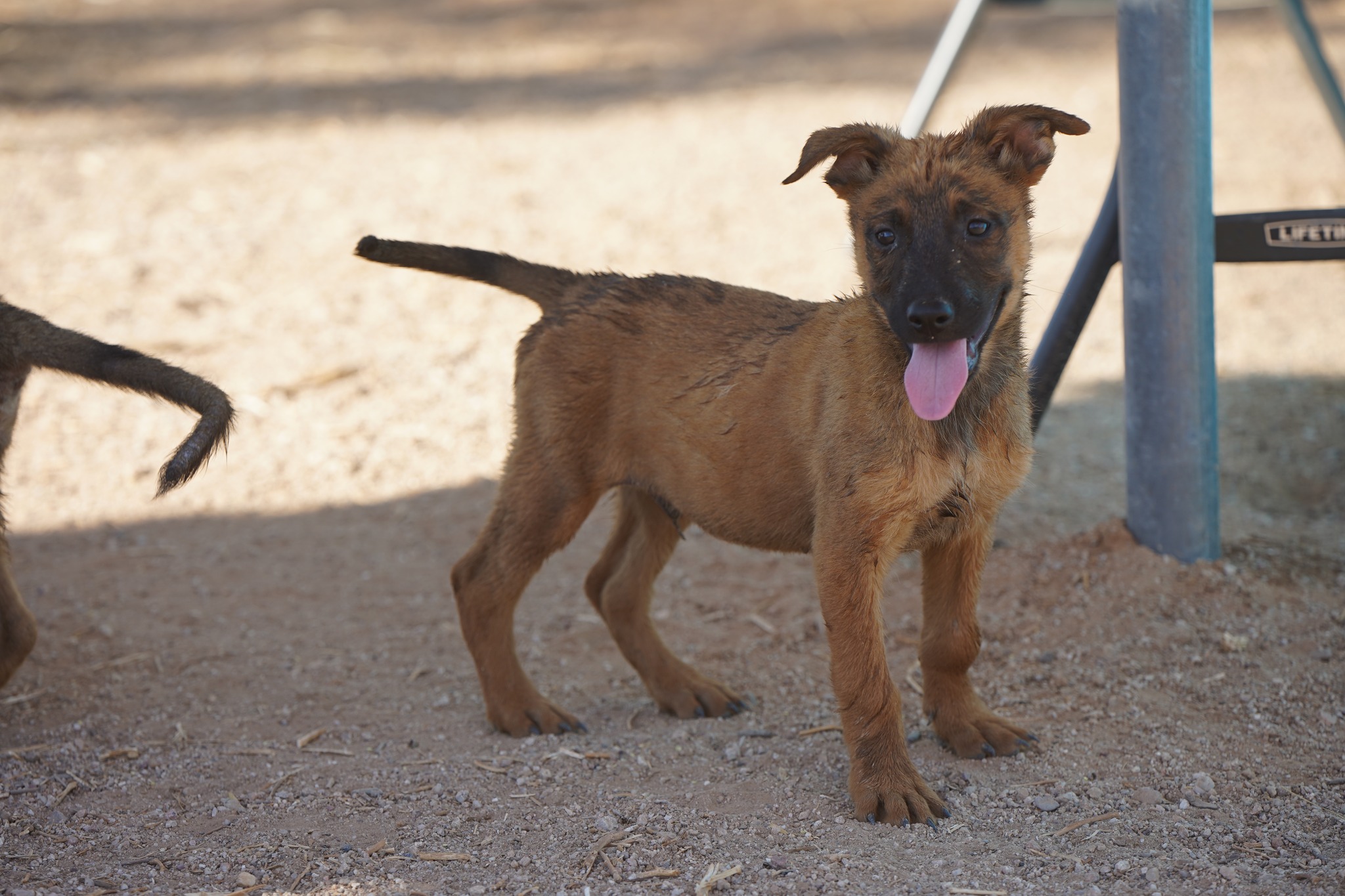 Malinois