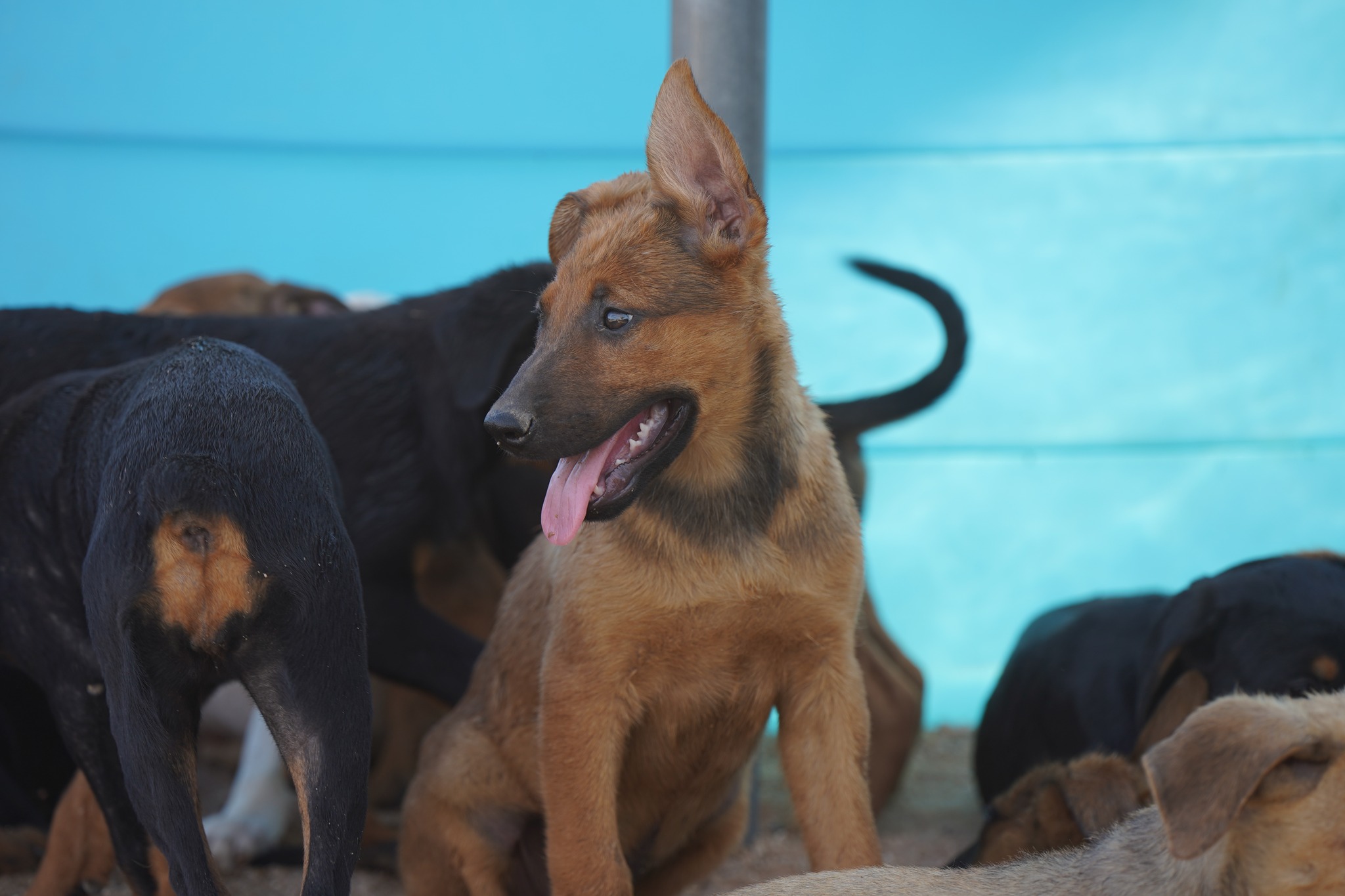 Malinois