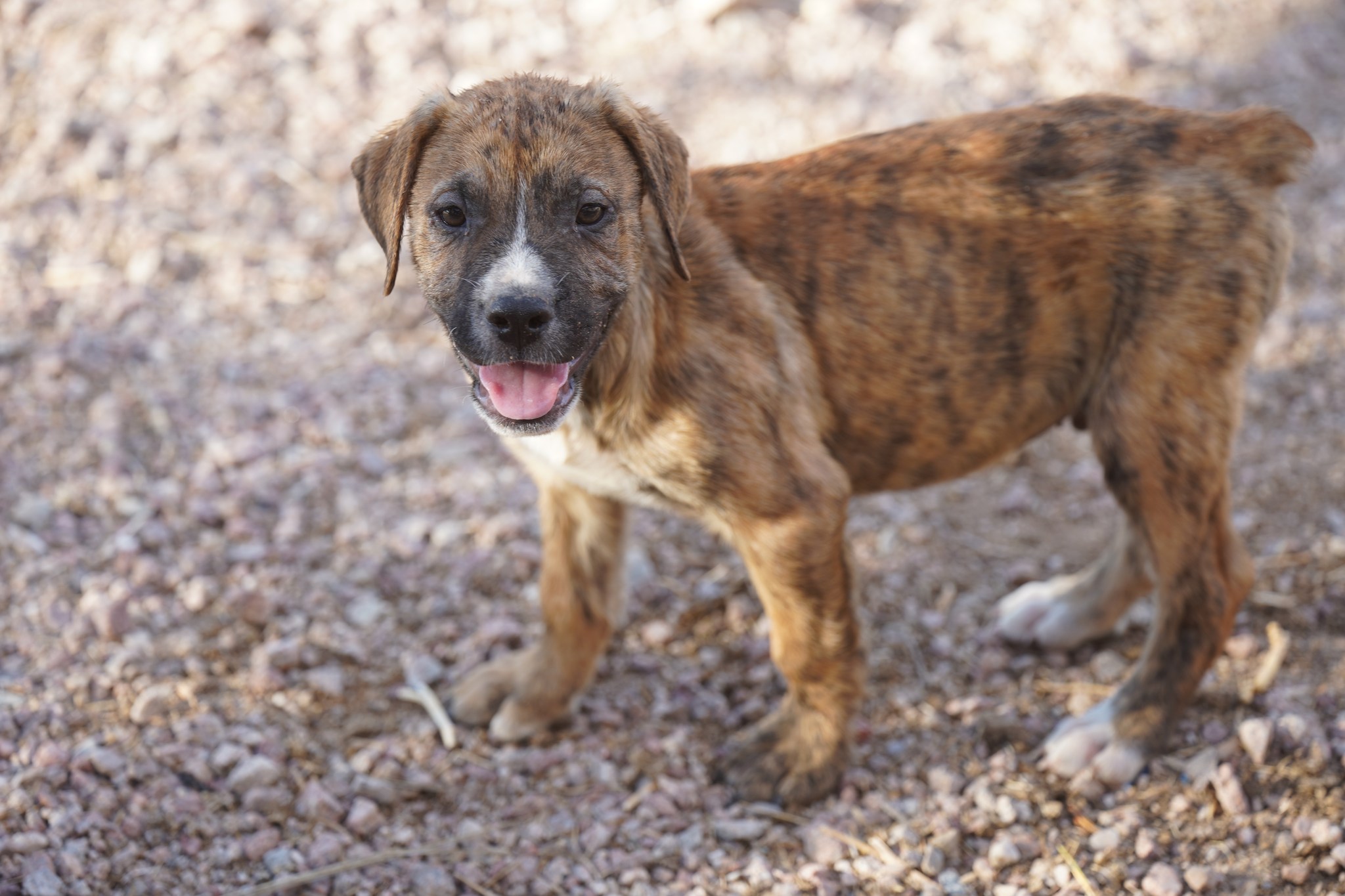 American Bandogge Mastiff