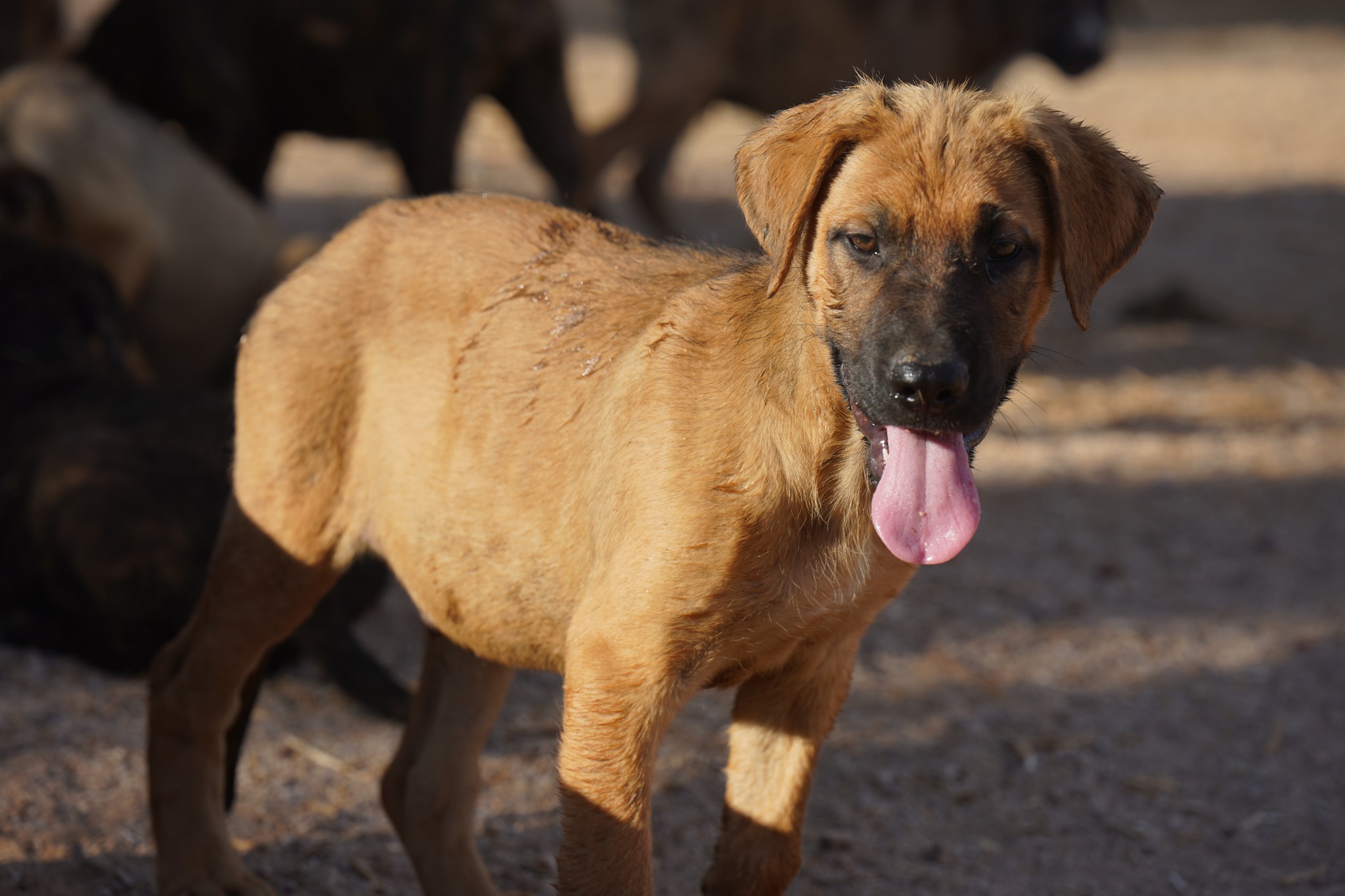 American Bandogge Mastiff